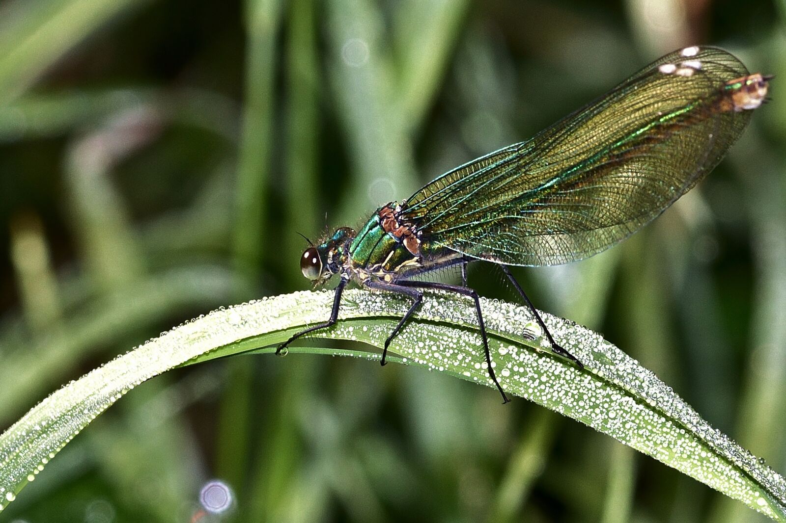 Nikon D5200 sample photo. Dragonfly, demoiselle, insect photography