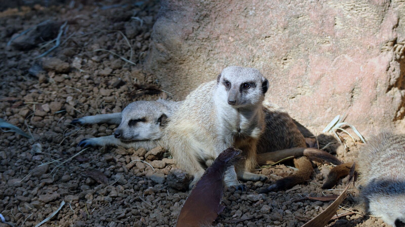 Canon EOS M10 sample photo. Meerkat, zoo, caged photography