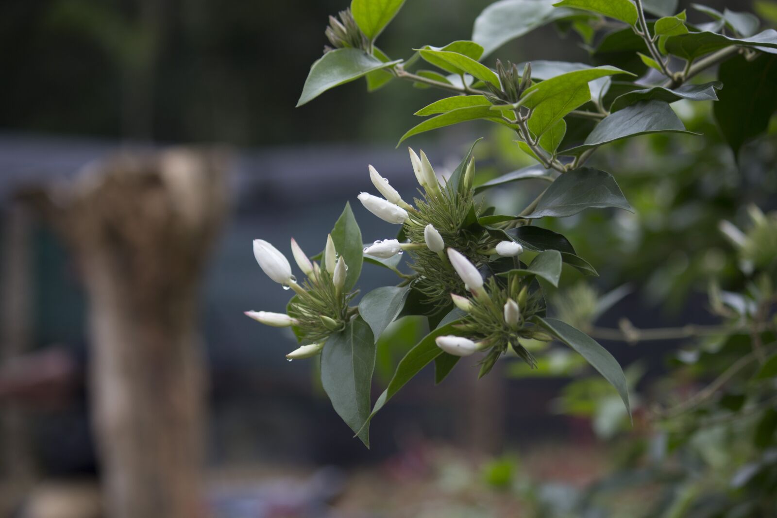 Canon EOS 700D (EOS Rebel T5i / EOS Kiss X7i) sample photo. Lily, white, flower photography