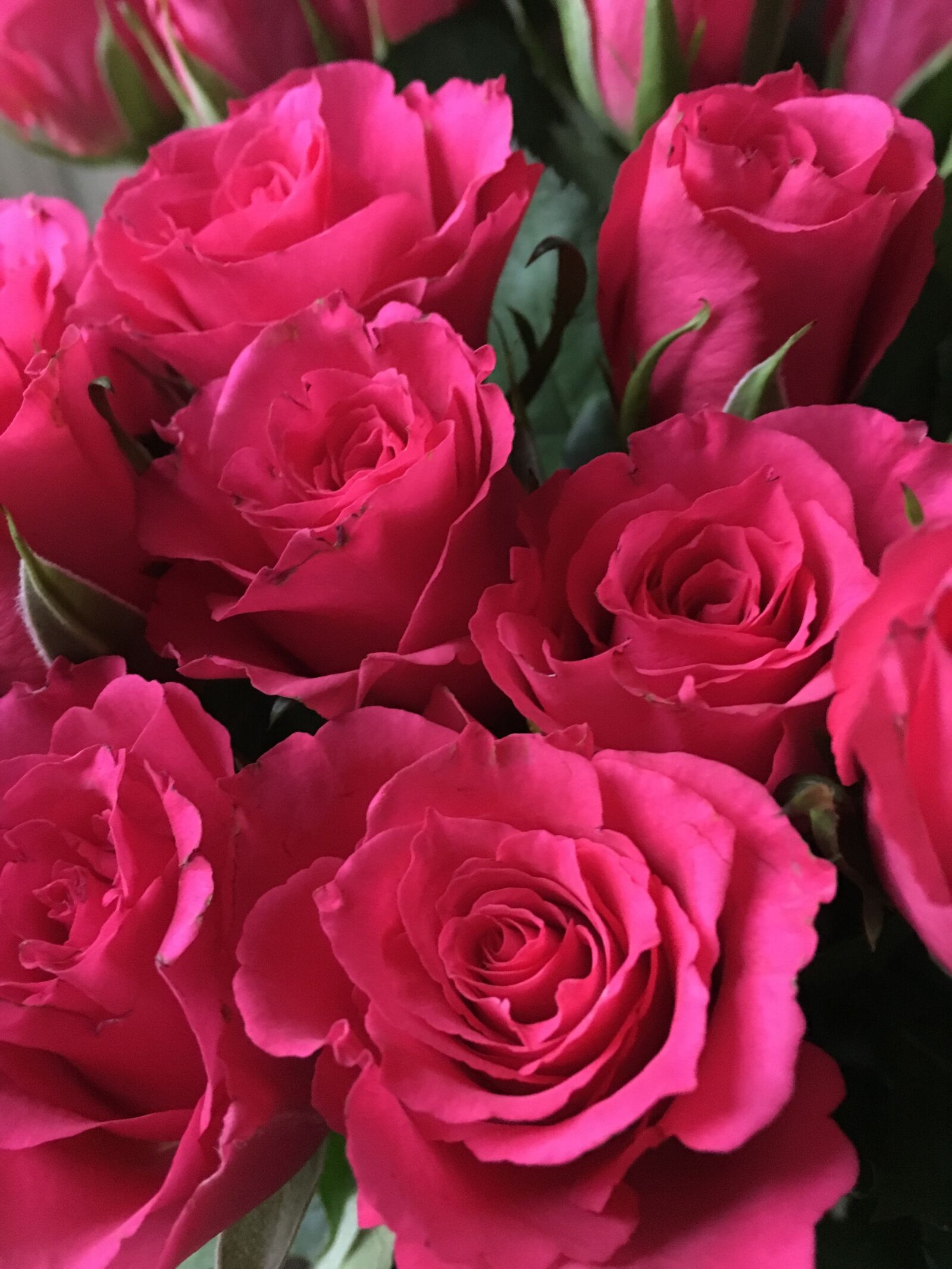 Apple iPhone 6s sample photo. Flowers, roses, flower photography