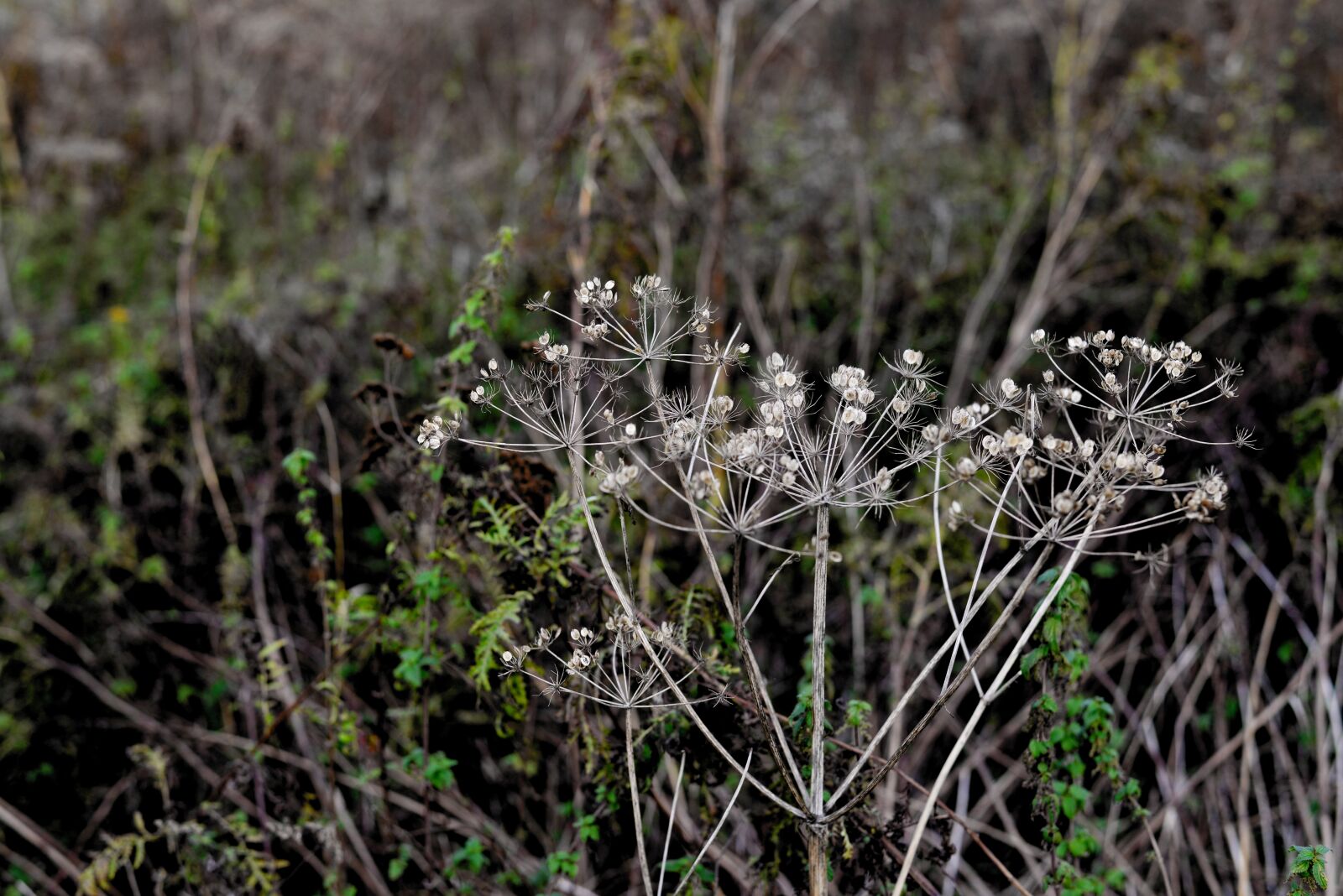 Nikon D610 sample photo. Yarrow, grasses, dry photography