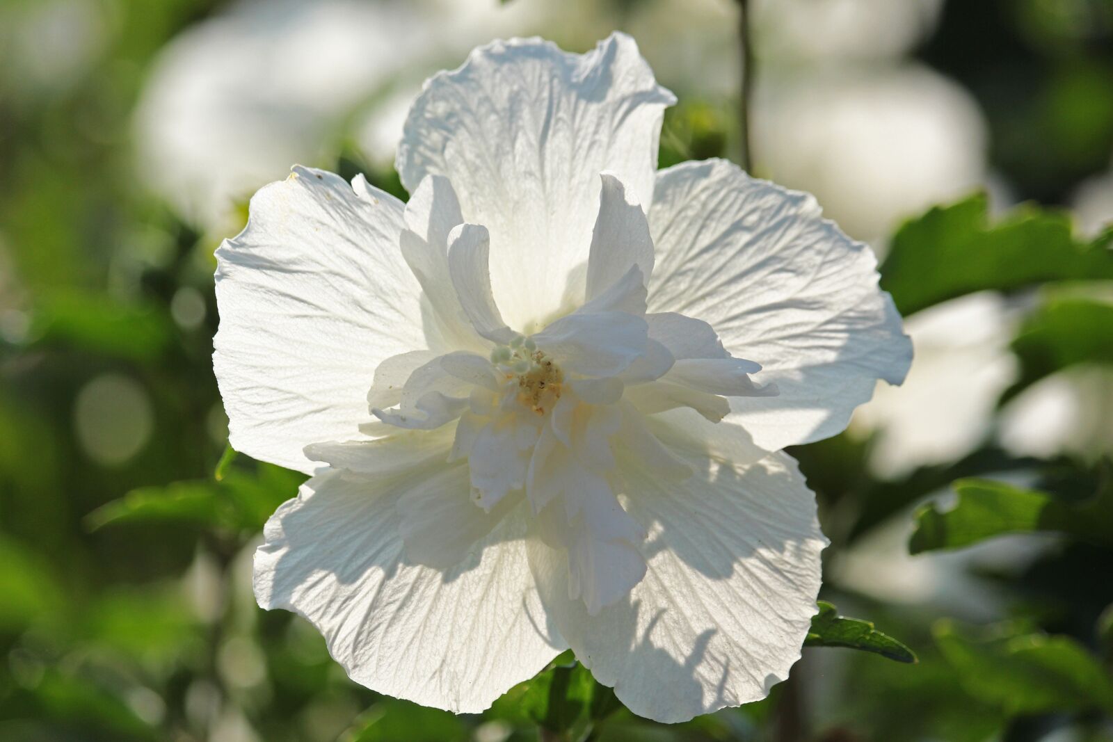Canon EF-S 55-250mm F4-5.6 IS STM sample photo. Hibiscus, bush, summer photography