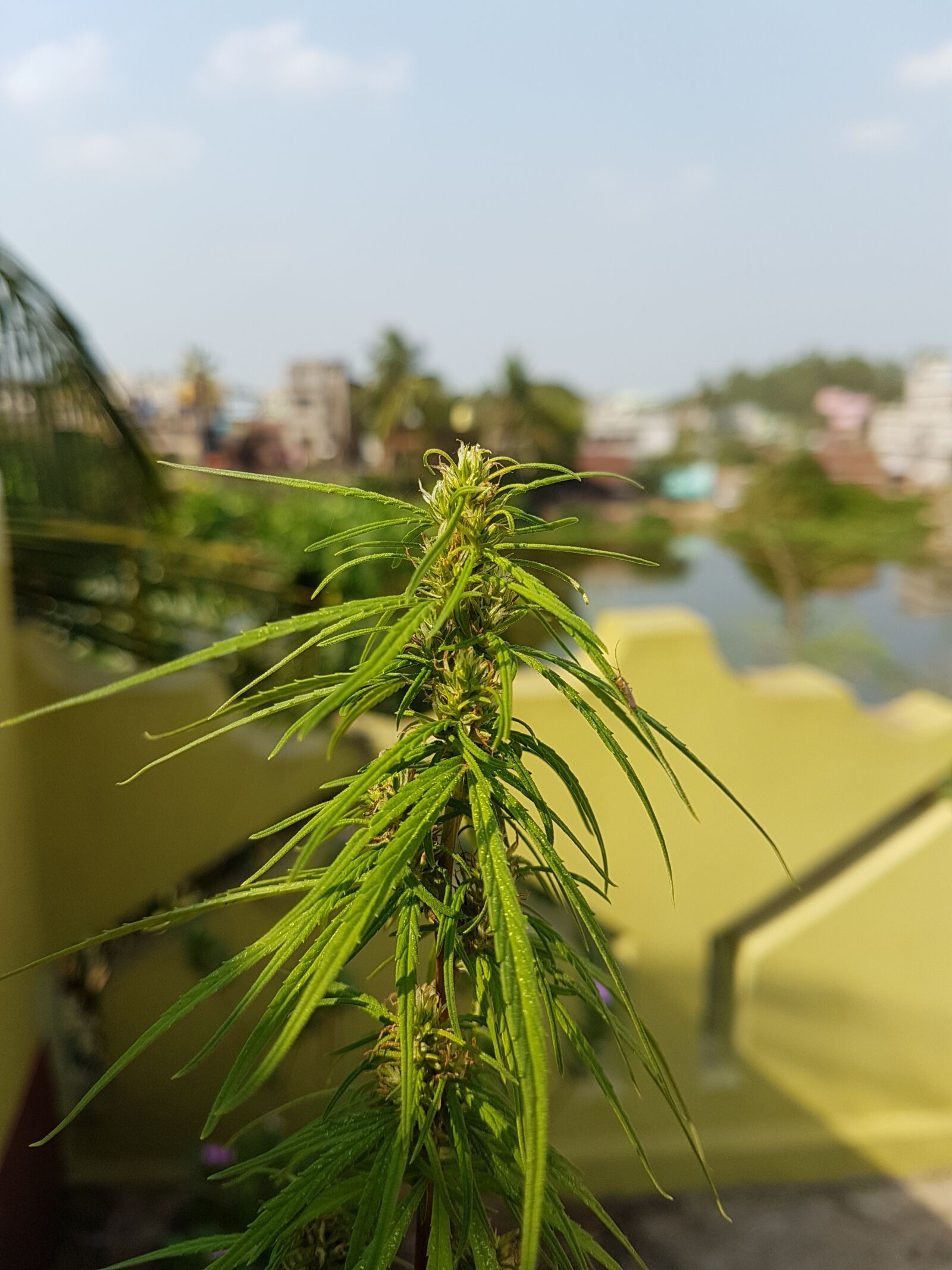 Samsung Galaxy S7 Edge sample photo. Nature, flora, outdoors photography