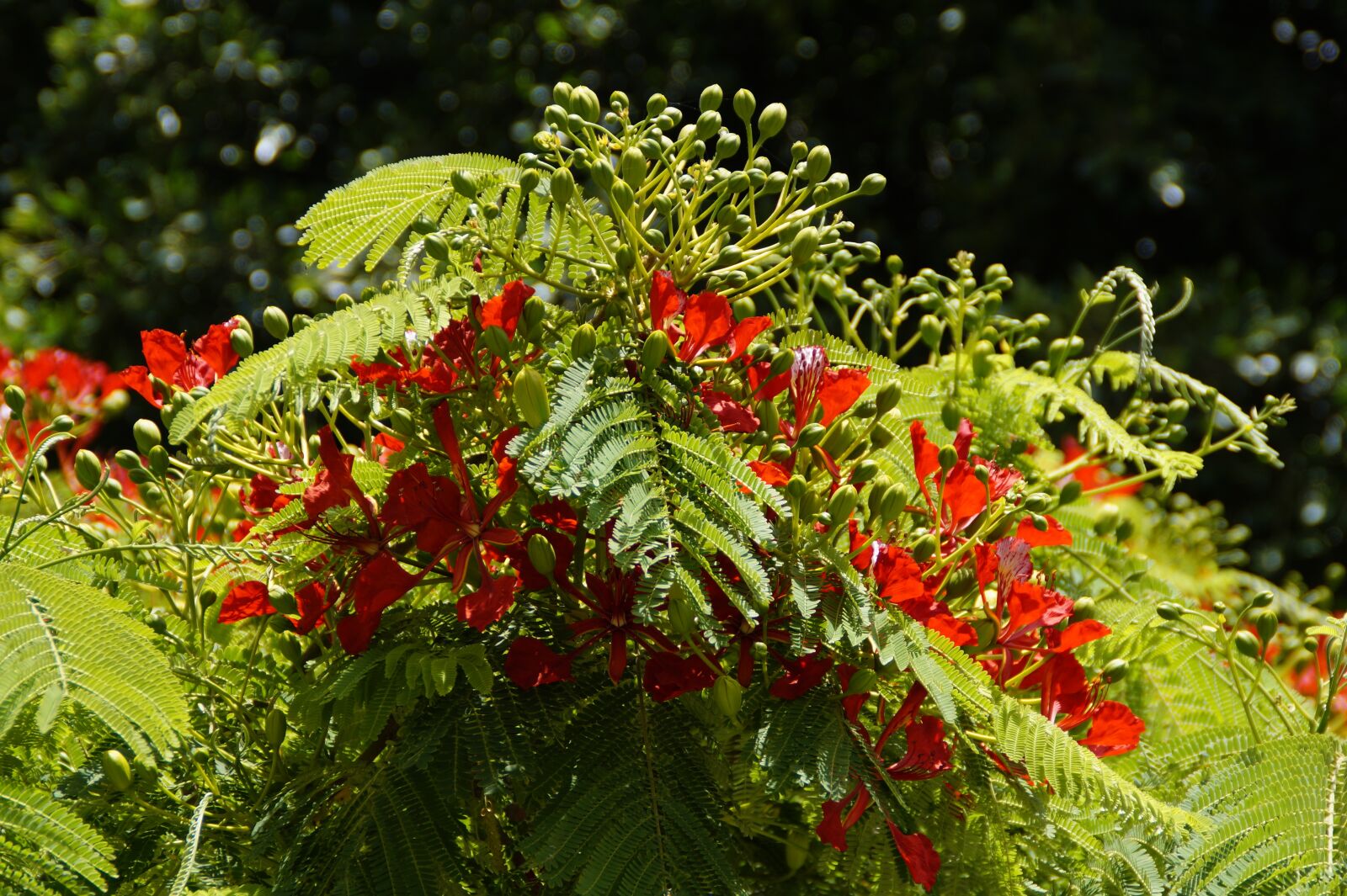 Sony SLT-A58 sample photo. Flamboyant, tree, flourishing tree photography
