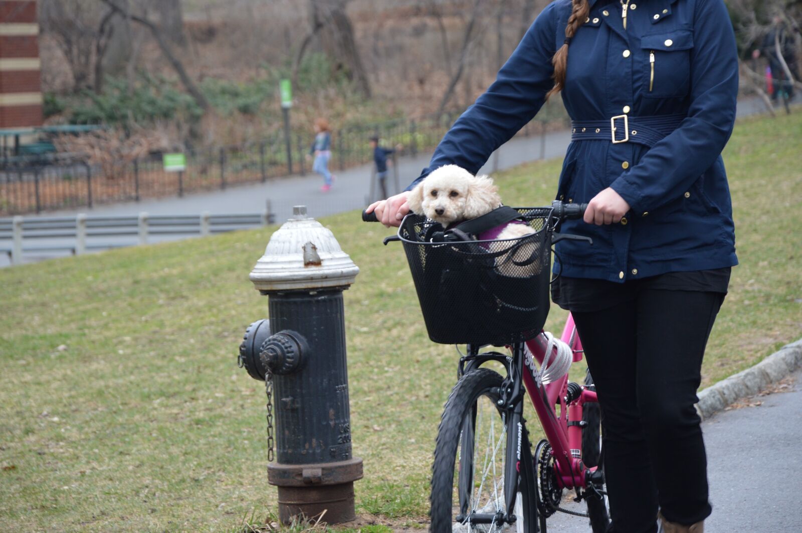 Nikon D3200 sample photo. Puppy, dog, bike photography