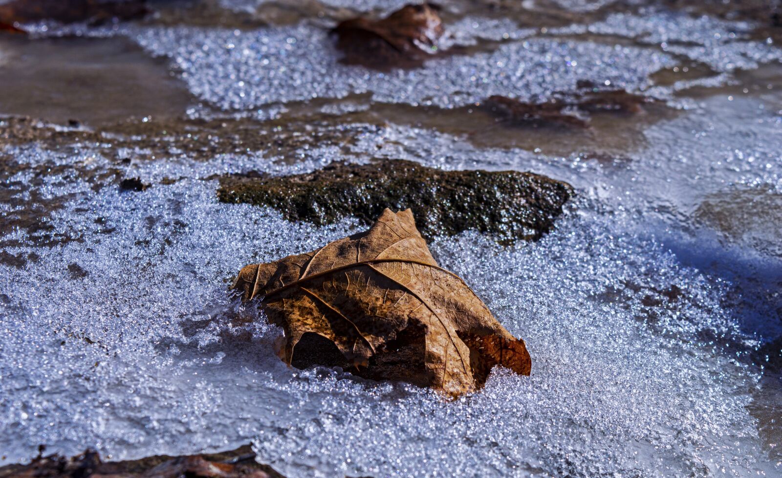 Nikon D3200 sample photo. Winter, autumn, fall photography