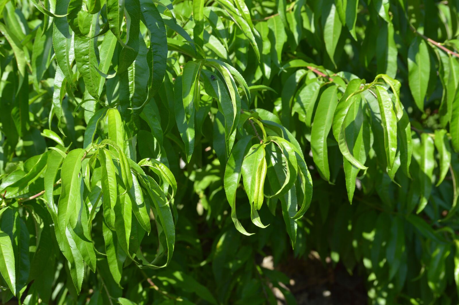 Nikon D3200 sample photo. Leaves, tree, nature photography