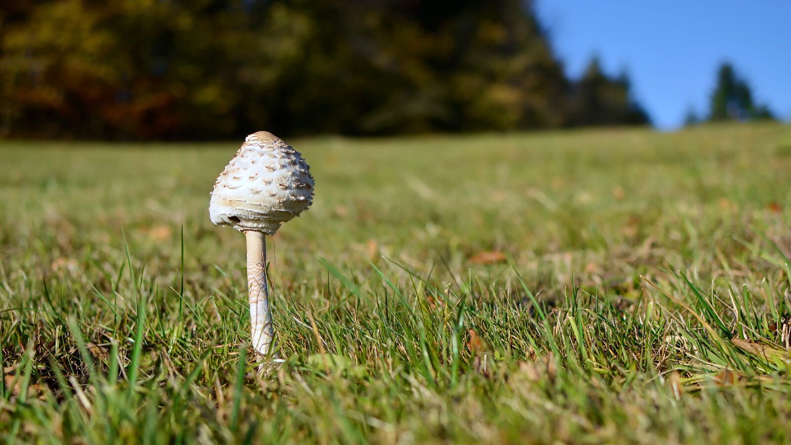 Nikon D7000 sample photo. Mushroom, kite, autumn photography