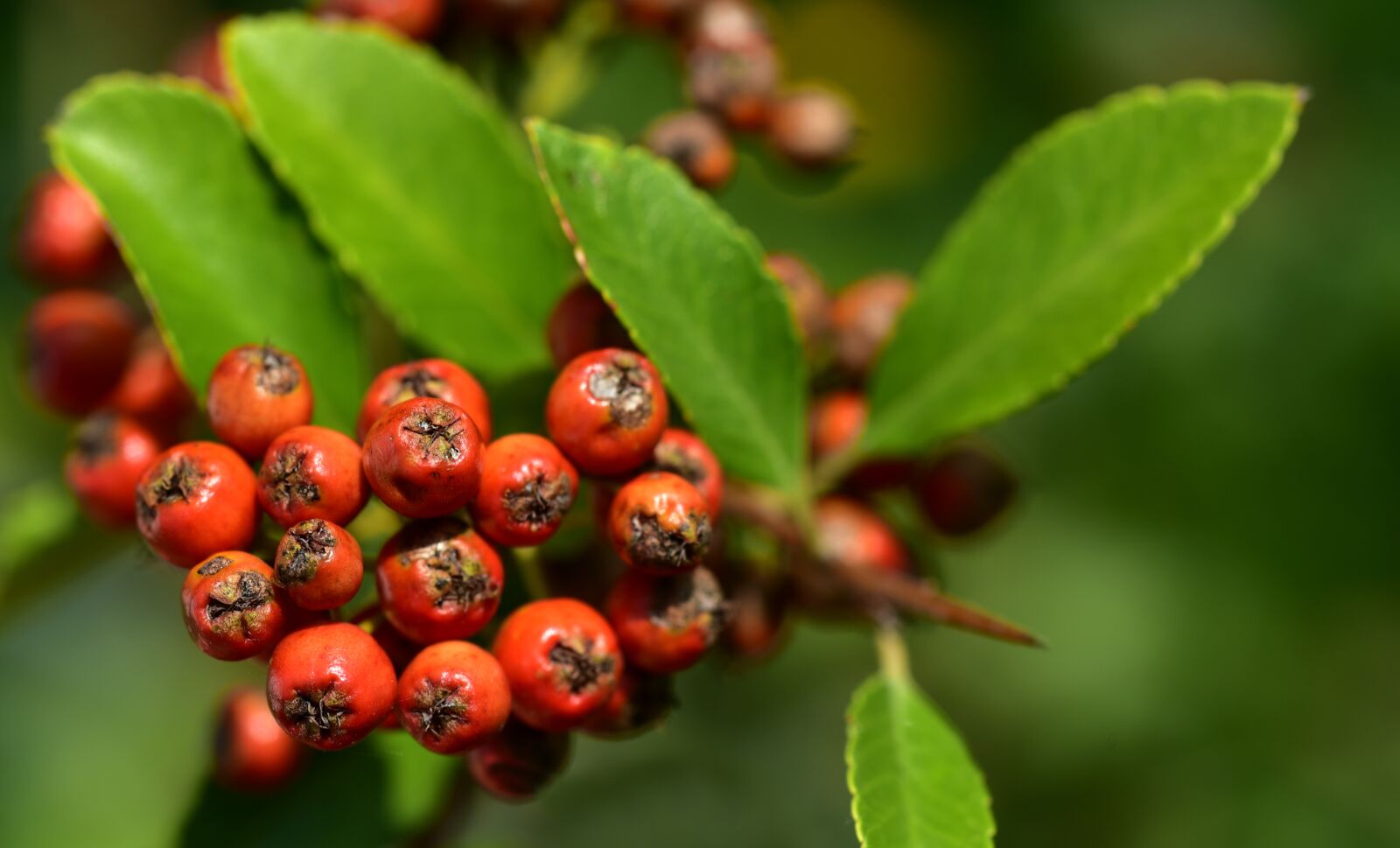 Nikon D750 sample photo. Firethorn, orange, berries photography