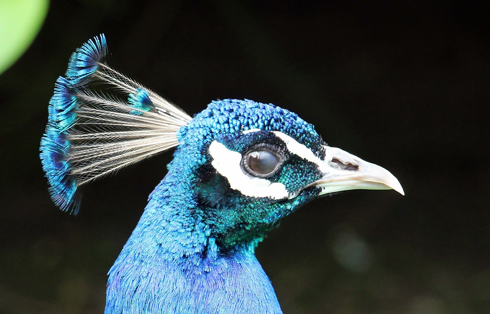 Canon EOS 550D (EOS Rebel T2i / EOS Kiss X4) sample photo. Peacock, peacock head, head photography