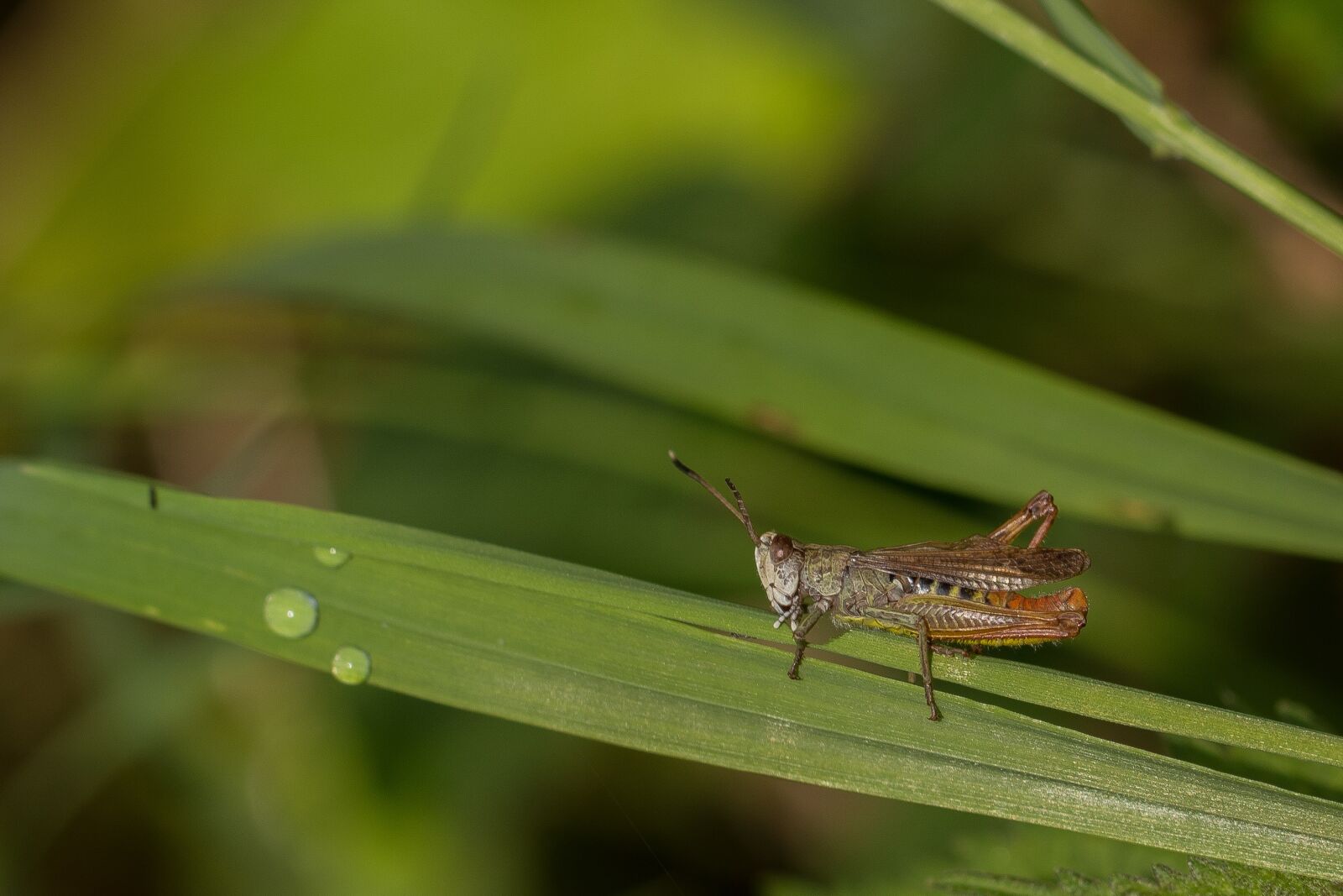 Canon EOS 7D Mark II sample photo. Grasshopper, grass, forest photography
