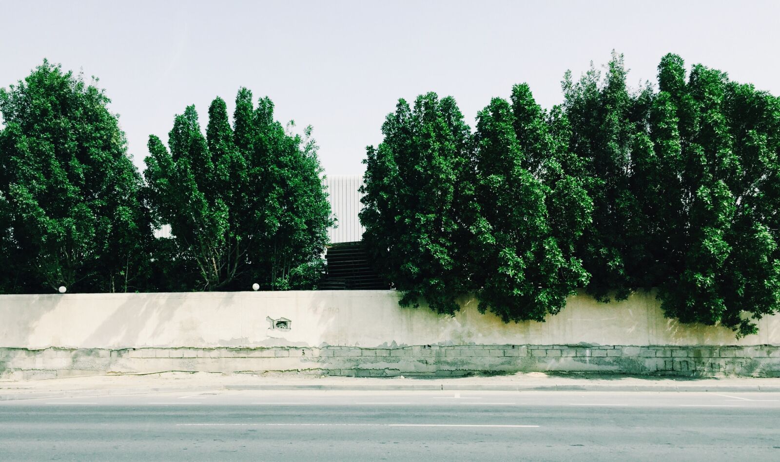iPhone 6 back camera 4.15mm f/2.2 sample photo. Dubai, evergreen, lush, street photography