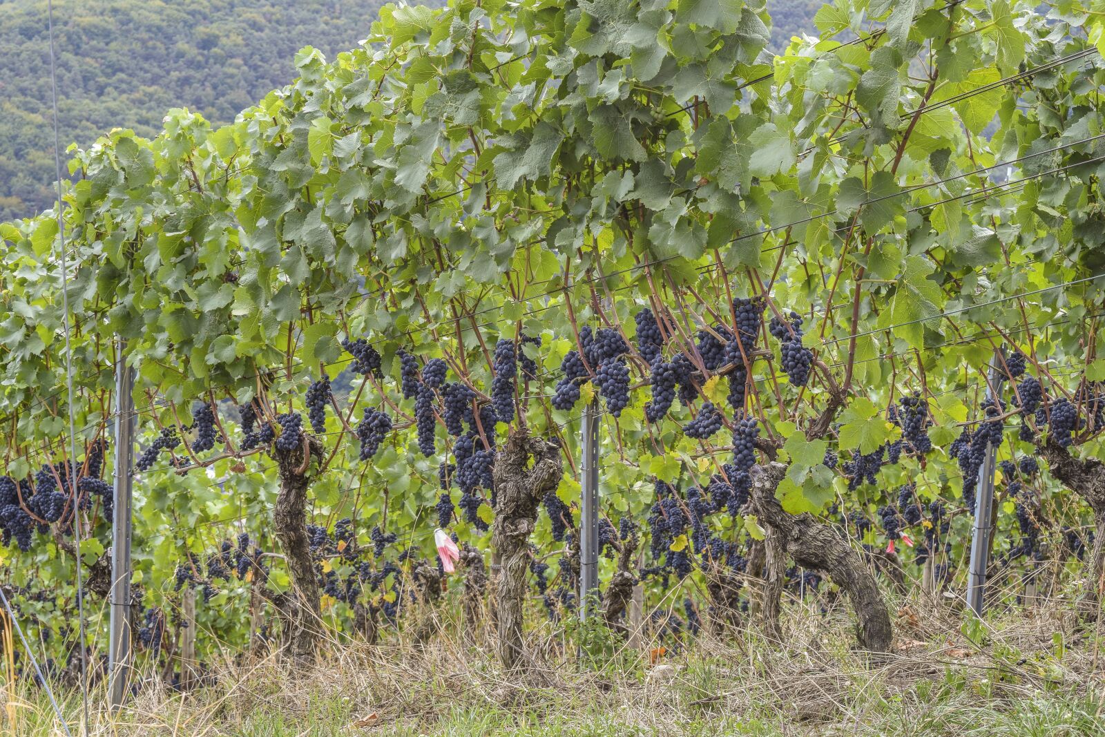 Nikon D3300 sample photo. Wine, grapes, fruit photography
