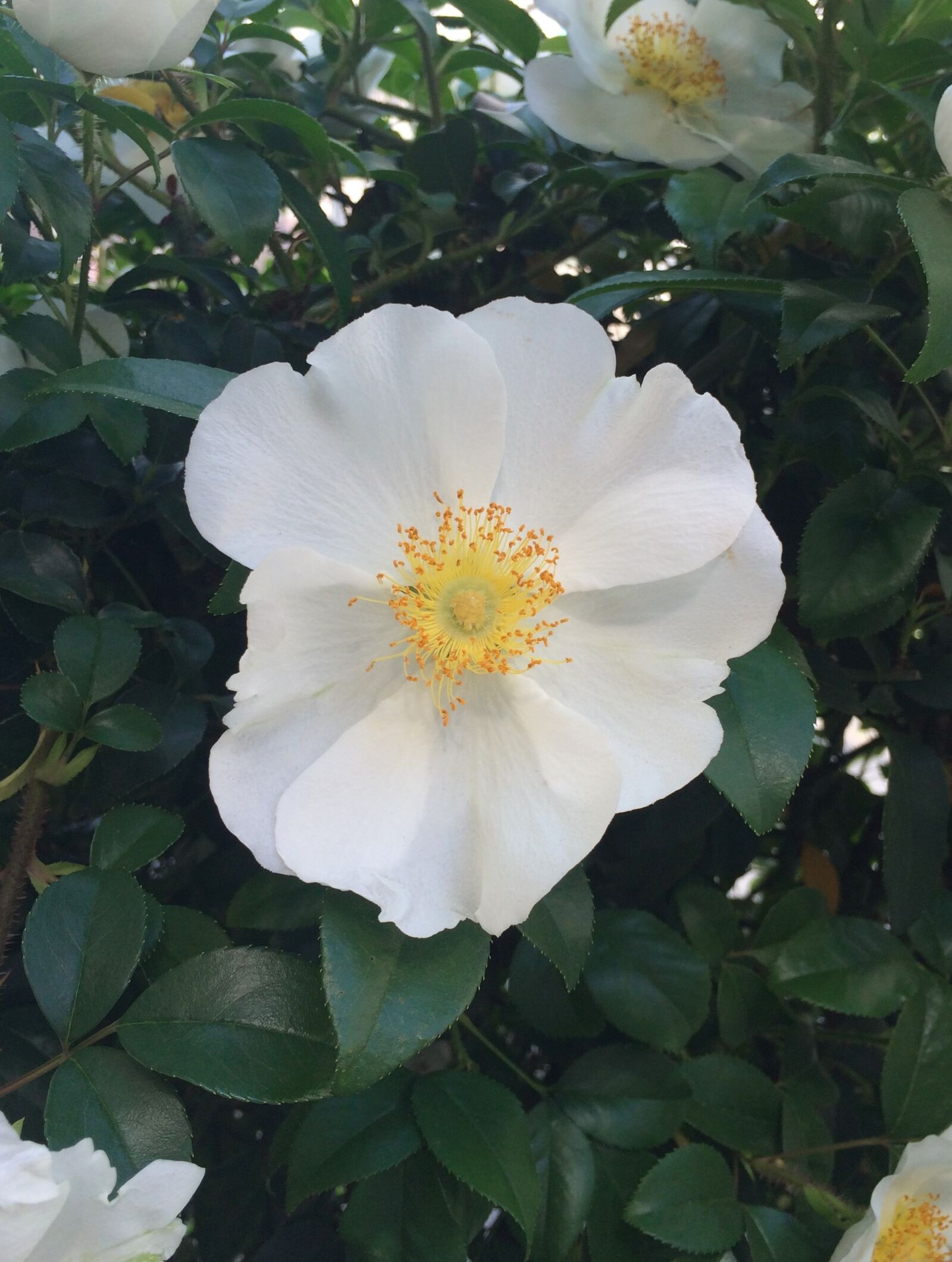 iPhone 5s back camera 4.15mm f/2.2 sample photo. Shirobana hamanasu, hamanasu, flowers photography