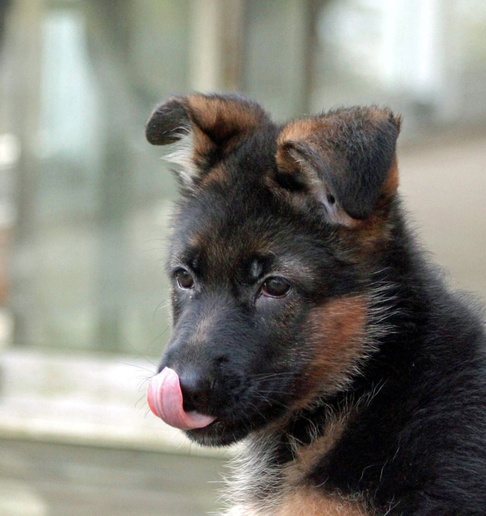 Canon EOS 550D (EOS Rebel T2i / EOS Kiss X4) sample photo. Puppy, german shepherd dog photography