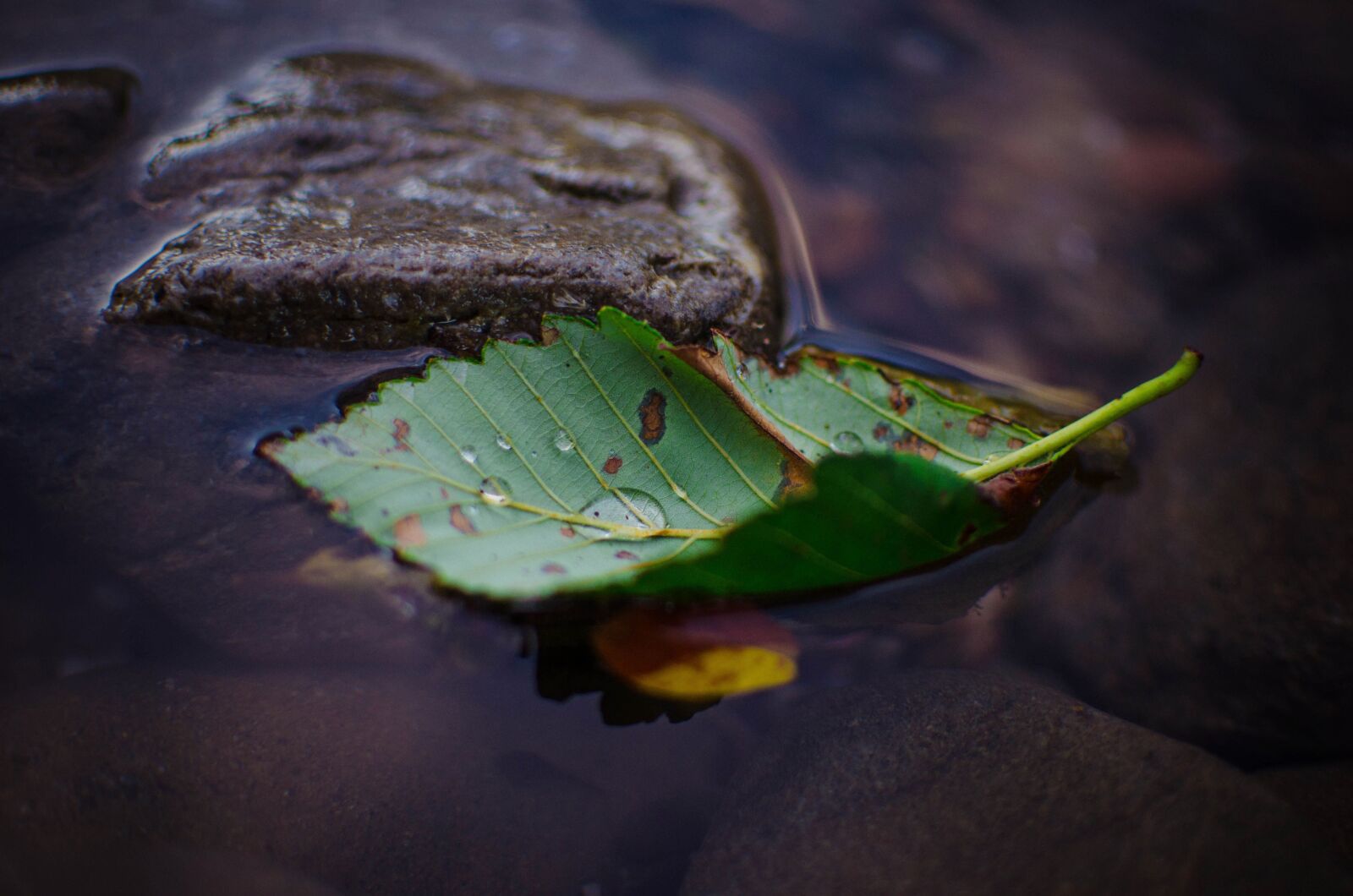 Nikon D7000 sample photo. Nature, leaf, droplet photography