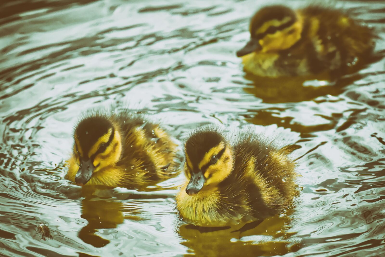 Nikon D7200 sample photo. Mallard, ducklings, duck photography