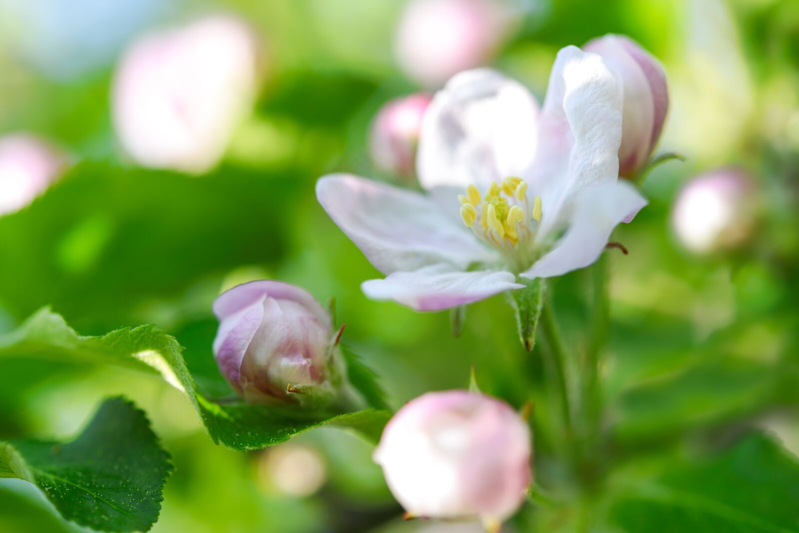 Nikon D750 sample photo. Spring background, flowering crabapple photography