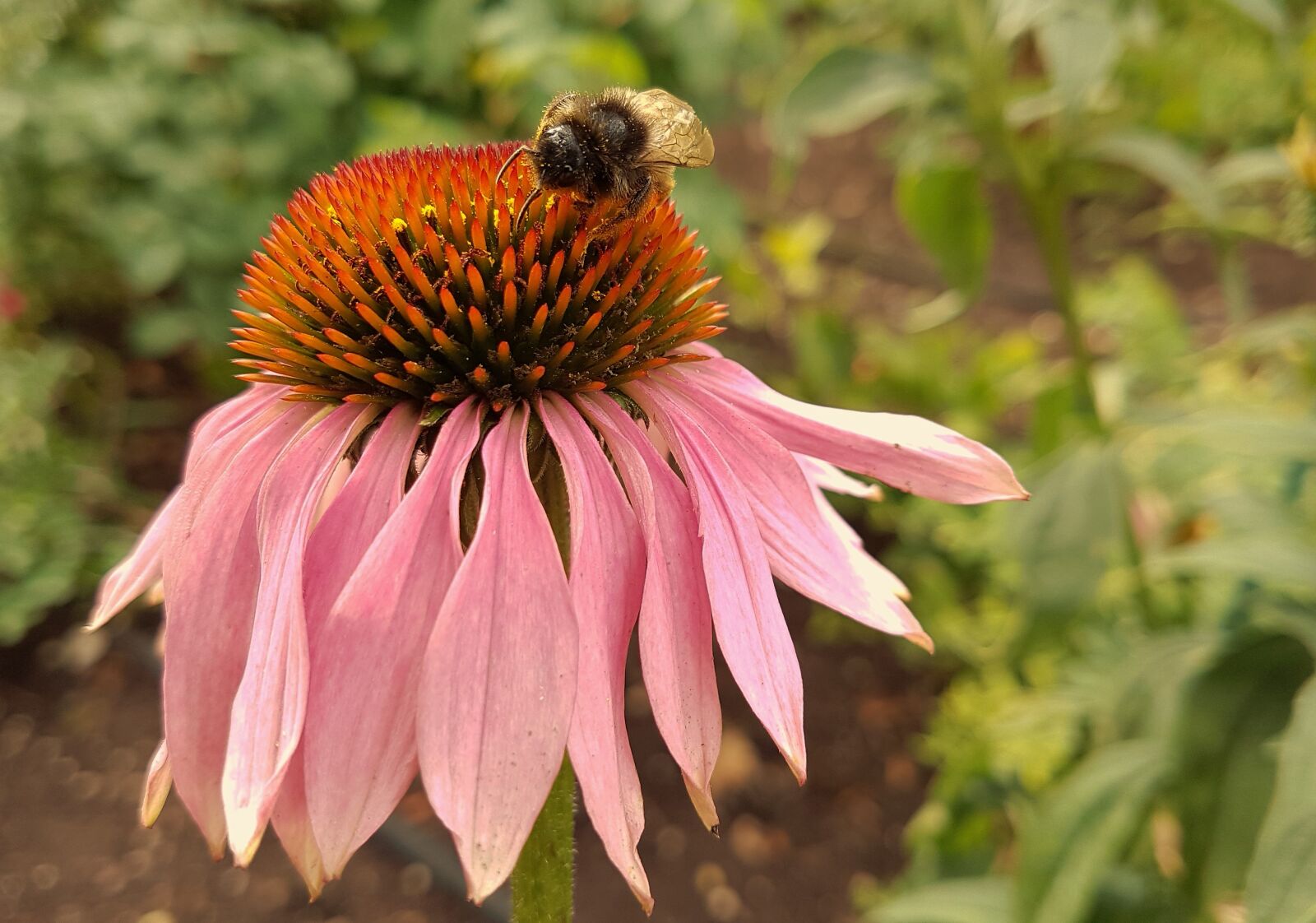 Samsung Galaxy S7 Edge sample photo. Flower, bee, nature photography