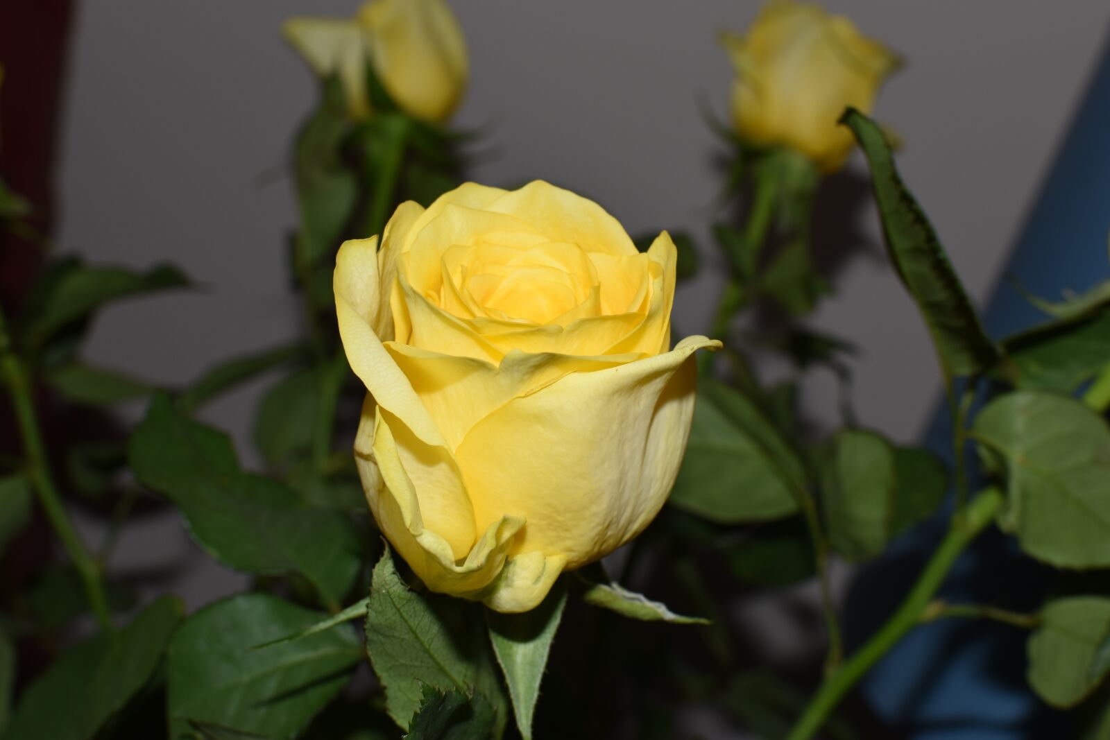 Nikon D5600 sample photo. Rosa, flower, yellow rose photography