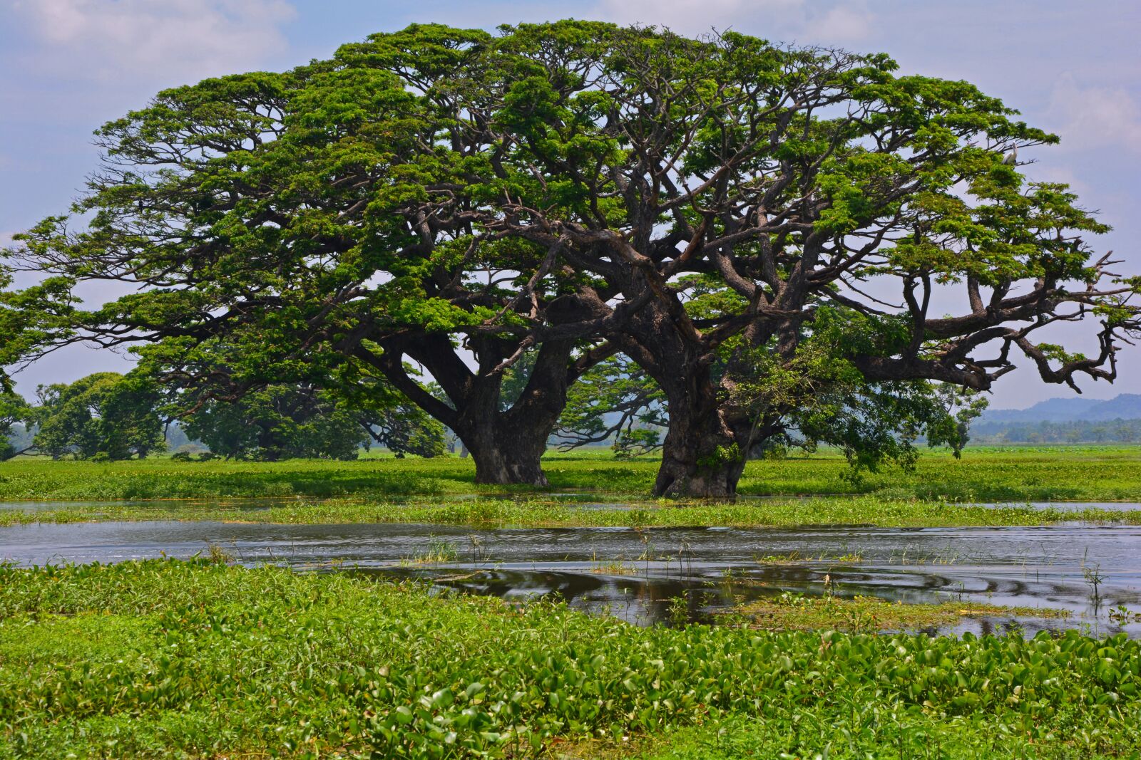 Nikon D5200 sample photo. Nature, tree, trees photography