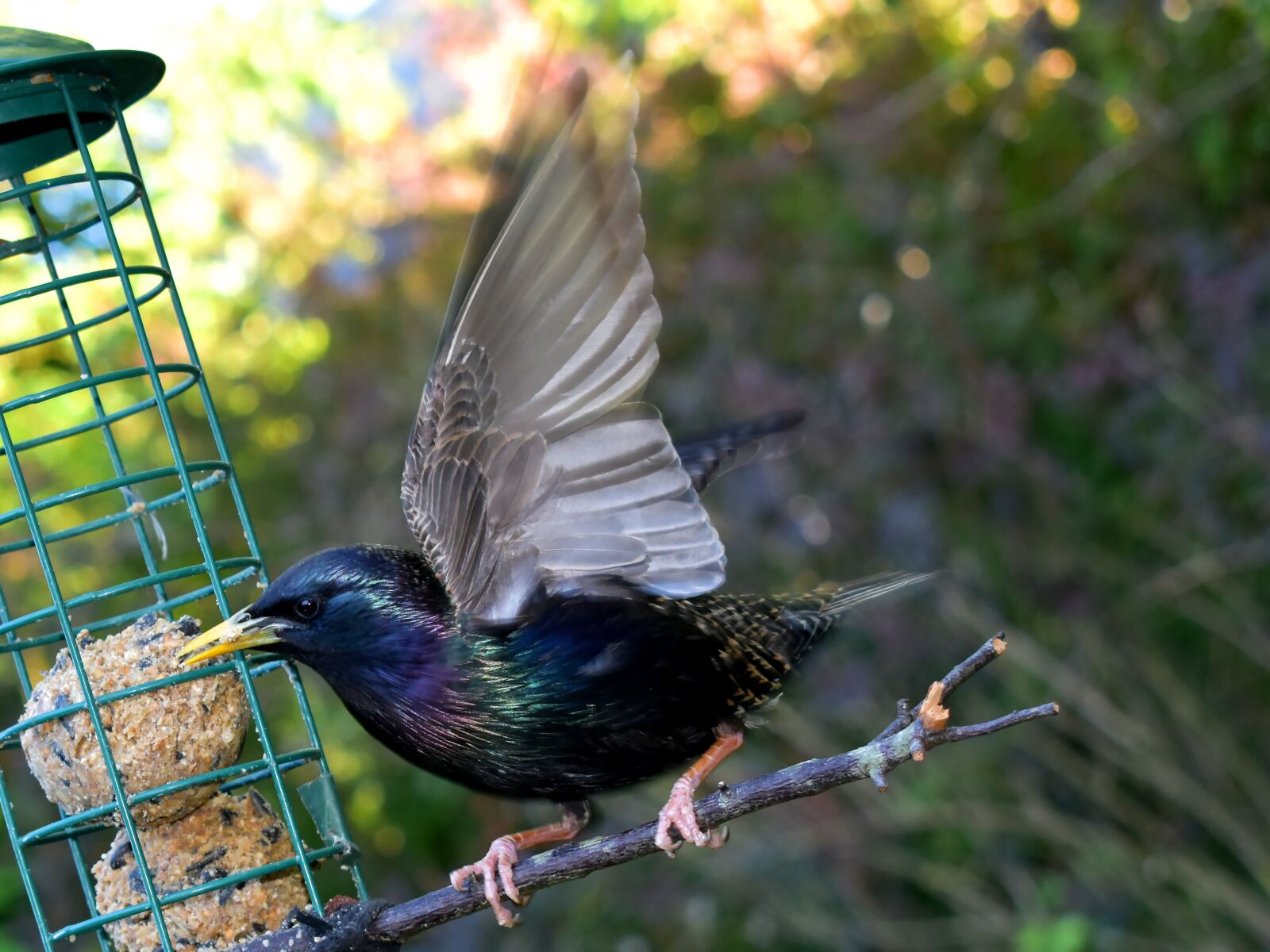 Nikon D3500 sample photo. Star, bird, common star photography