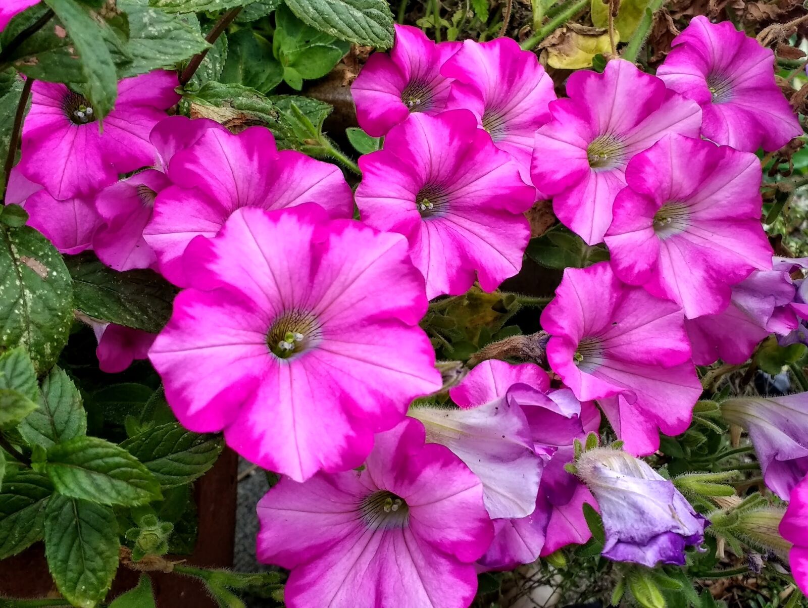 Motorola Moto G (4) sample photo. Flower, plant, nature photography