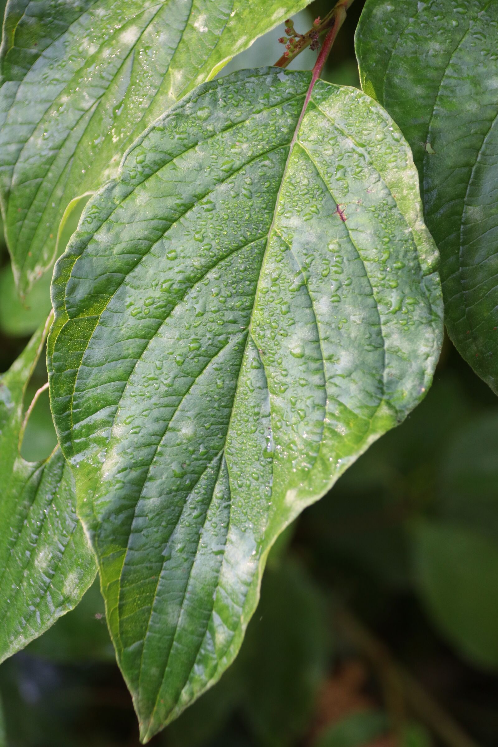 Canon EOS 80D sample photo. Leaf, plant, drip photography