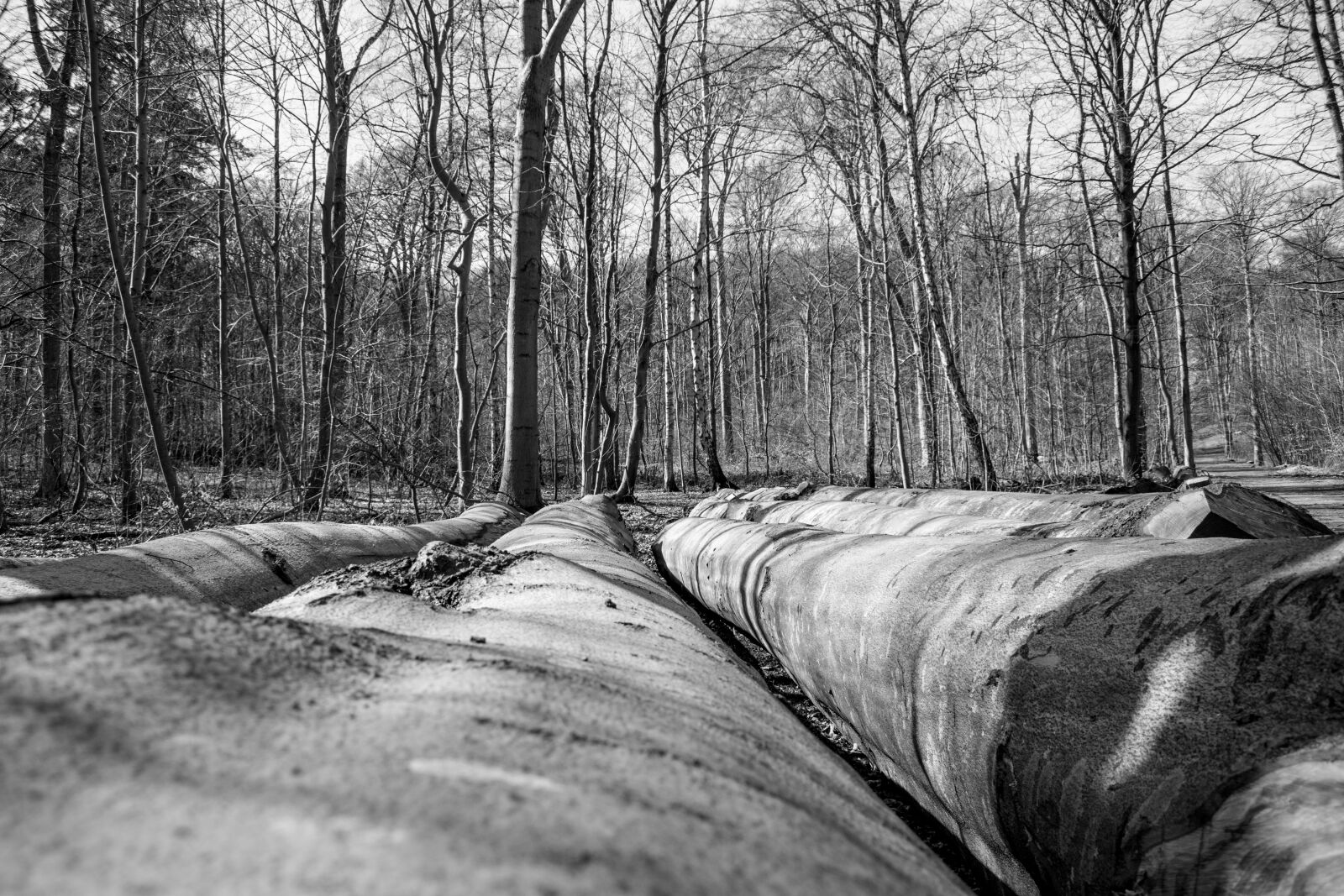 Nikon D3300 sample photo. Wood, tree, nature photography