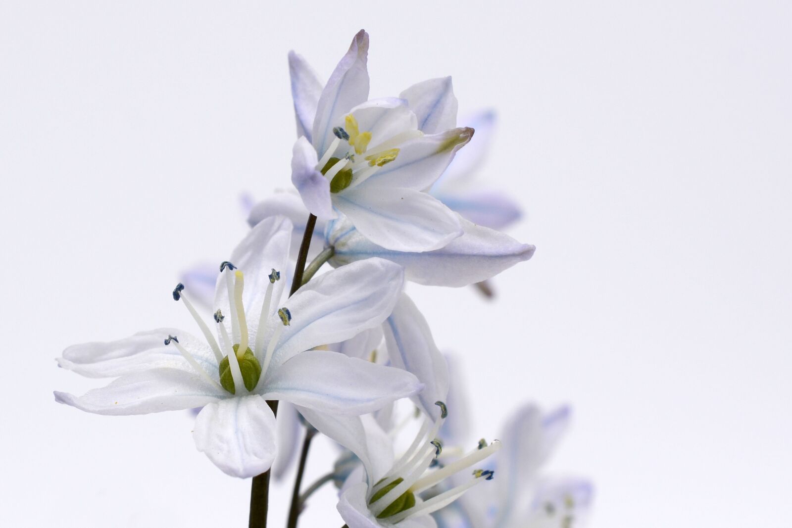 Nikon D7100 sample photo. Blue star, plant, blossom photography