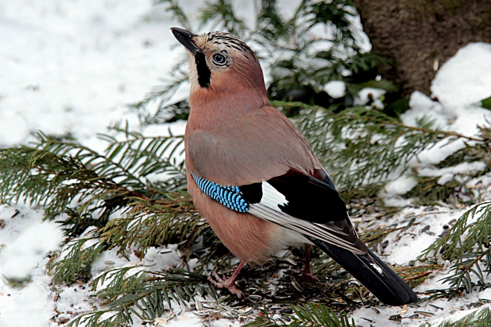 Canon EOS 550D (EOS Rebel T2i / EOS Kiss X4) sample photo. Bird, jay, garrulus glandarius photography