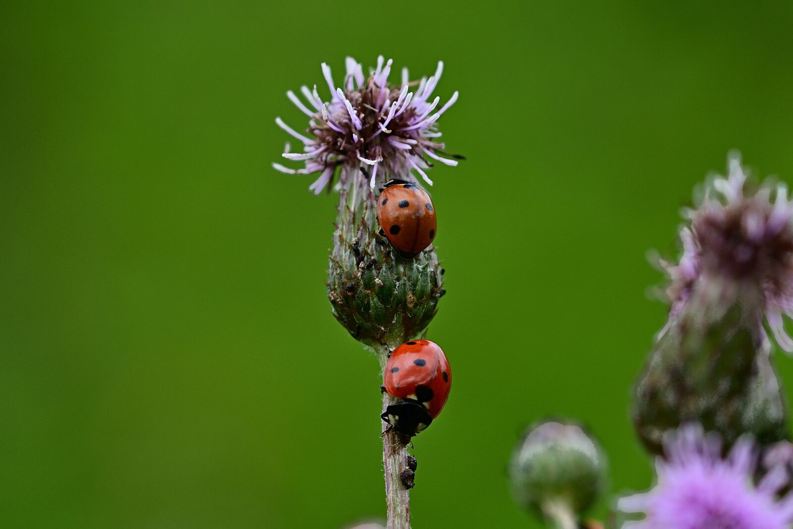 Nikon D5200 sample photo. Ladybug, ants, aphids photography