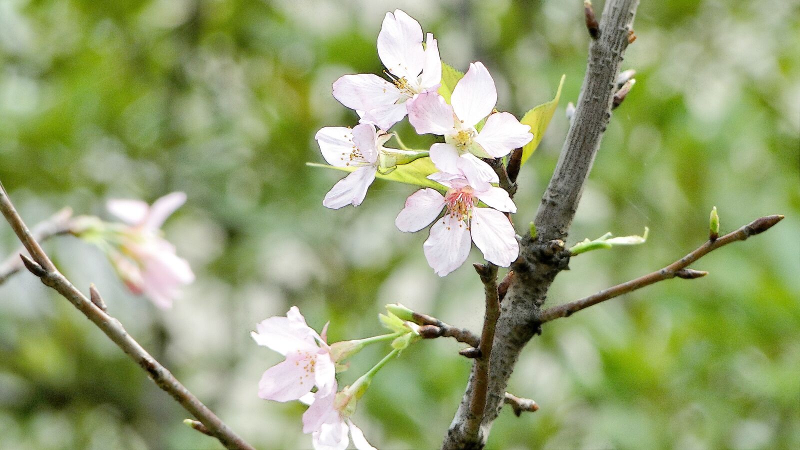 Sony Cyber-shot DSC-HX1 sample photo. Flowering, cherry blossoms, spring photography