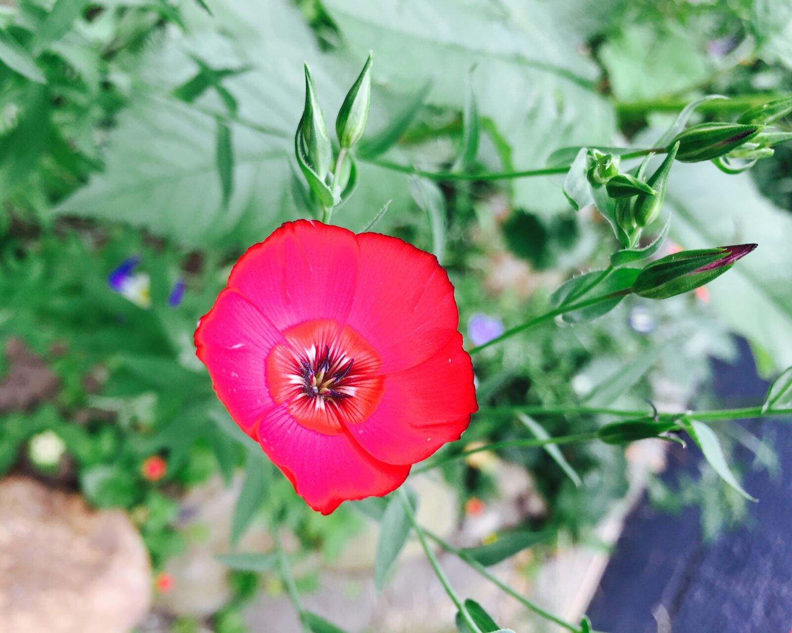Apple iPhone 6 sample photo. Blossom, bloom, nature photography