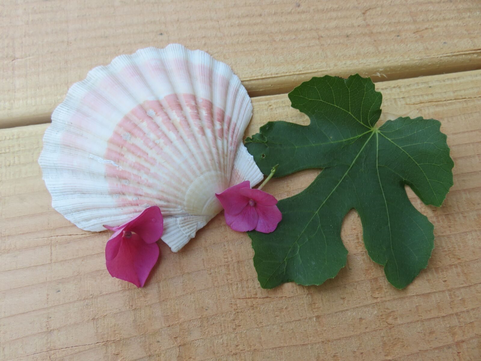 Canon PowerShot SX700 HS sample photo. Shell, flowers, sheet photography
