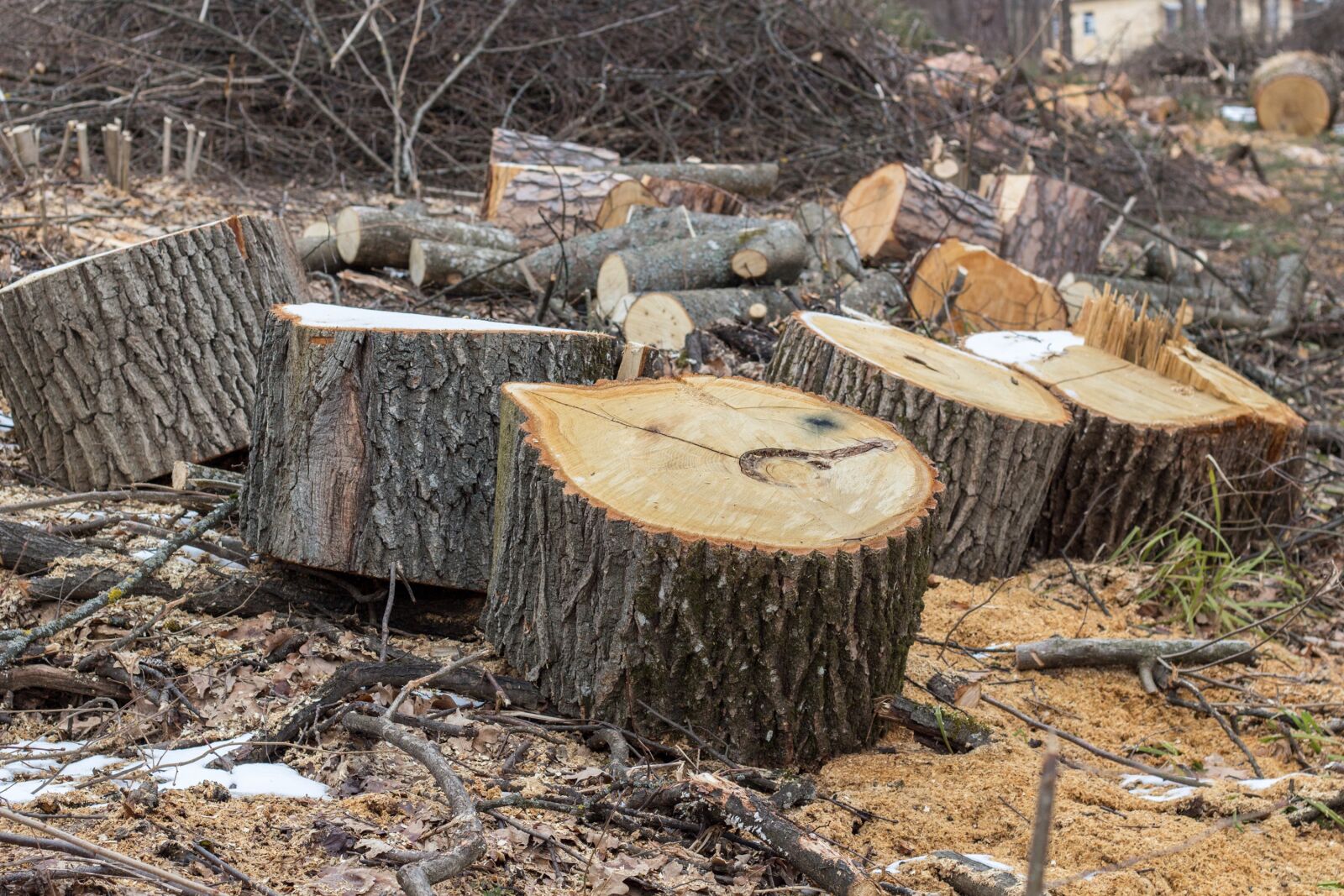 Canon EOS 100D (EOS Rebel SL1 / EOS Kiss X7) + Canon EF 50mm F1.8 II sample photo. Branch, stumps, saw cut photography