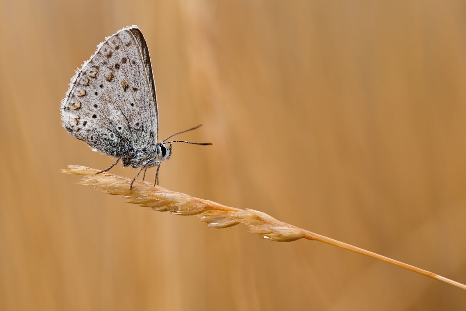 Nikon D750 sample photo. Common blue, butterfly, macro photography