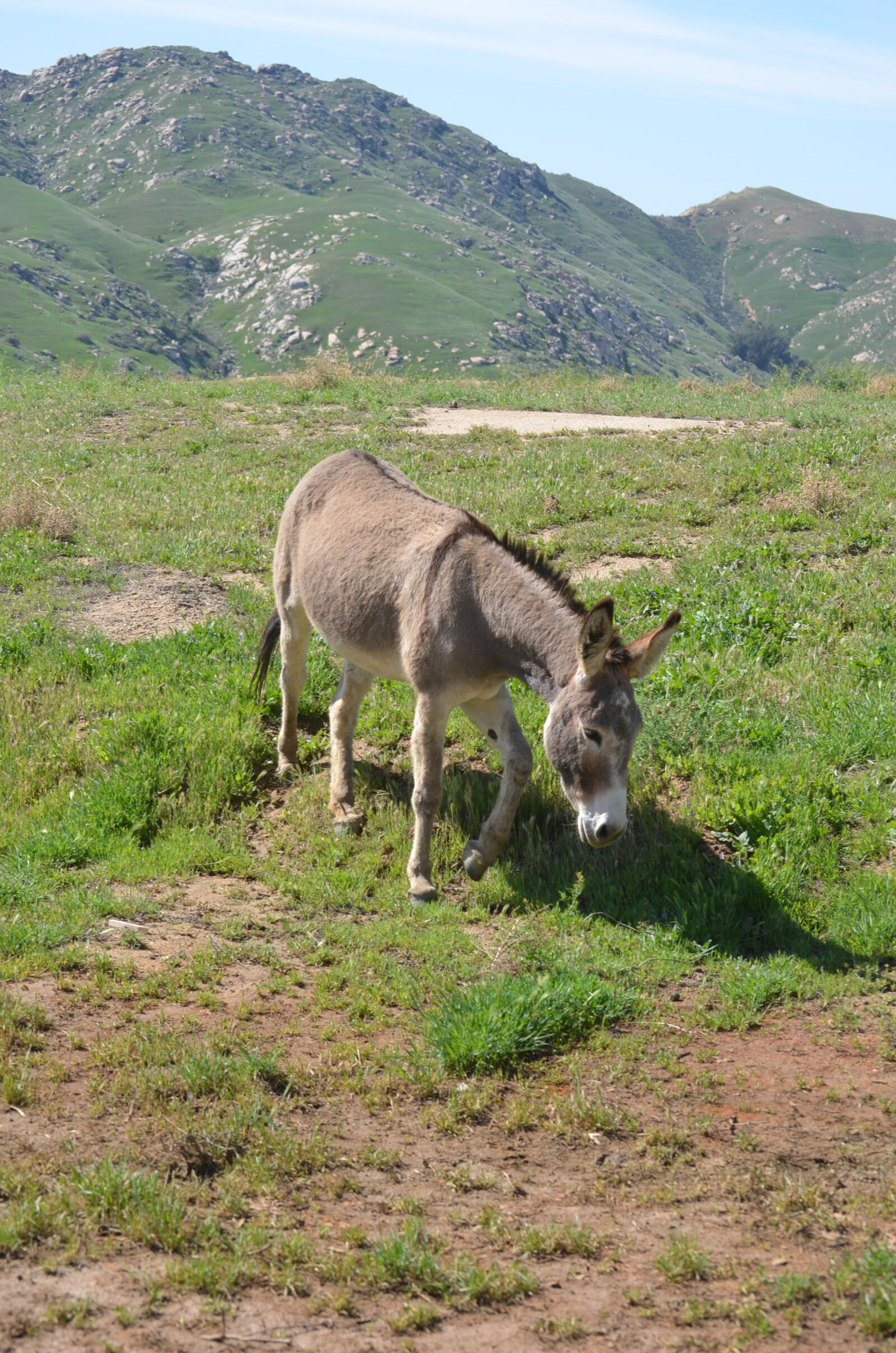 Nikon D5100 sample photo. Wild burro, california, mountainous photography