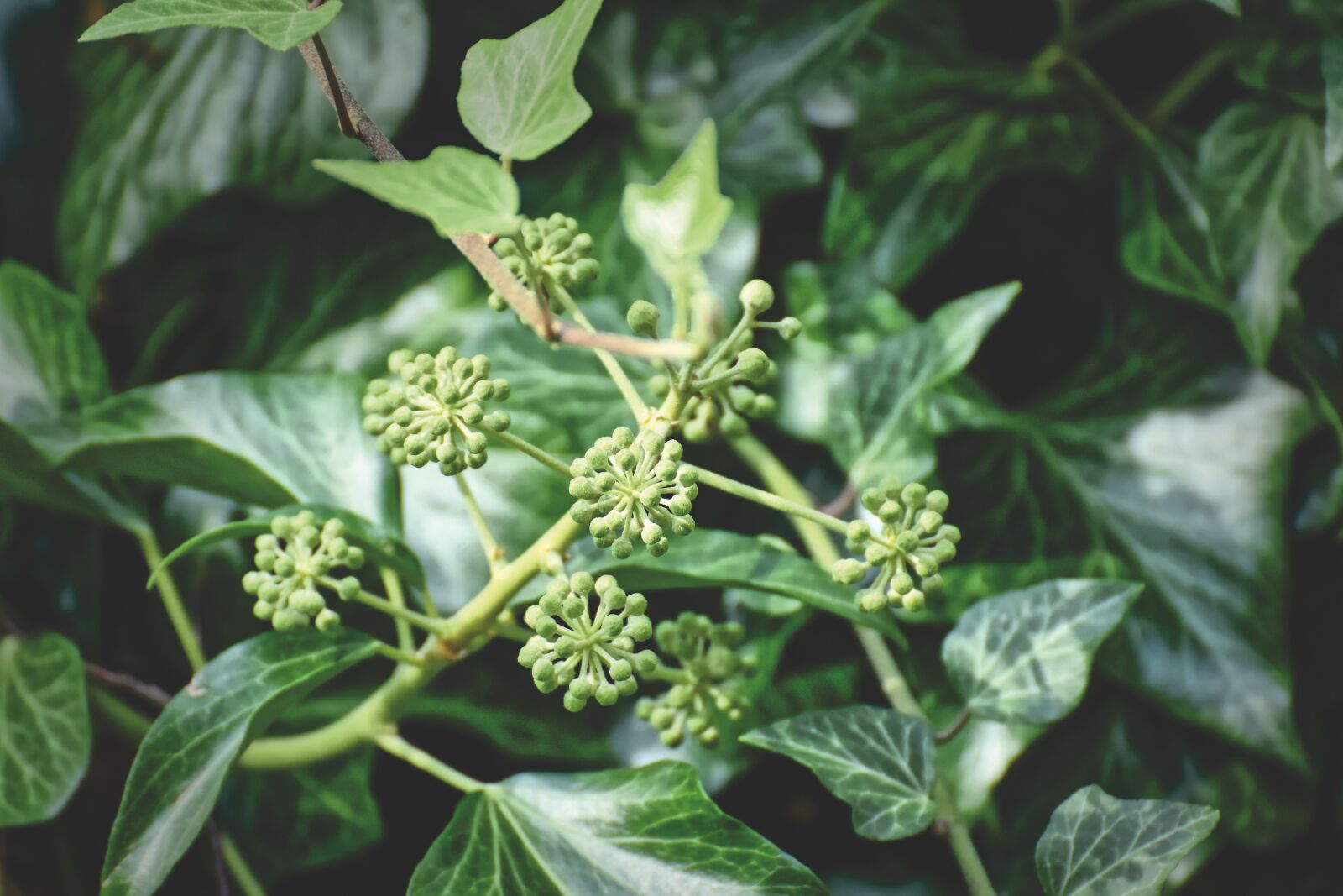 Nikon D7200 sample photo. Ivy, plant, nature photography