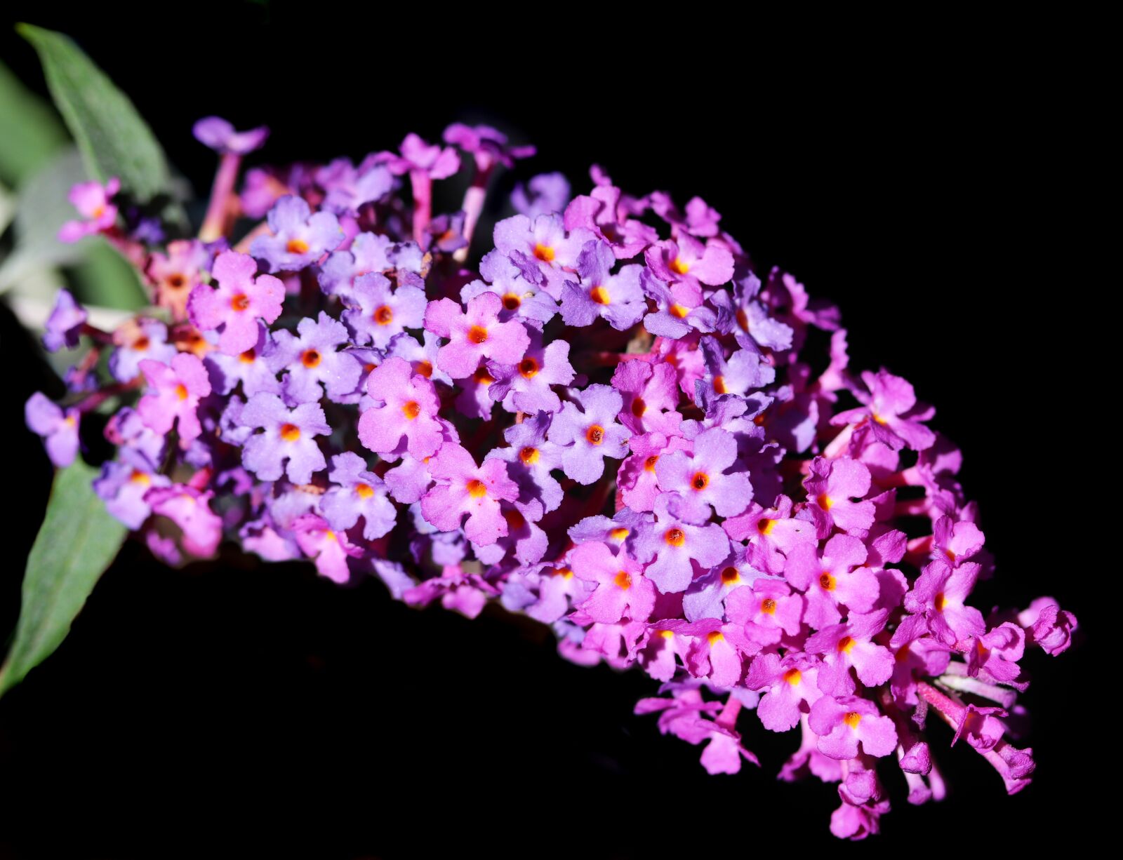 Canon EF-S 60mm F2.8 Macro USM sample photo. Flower, purple, bloom photography