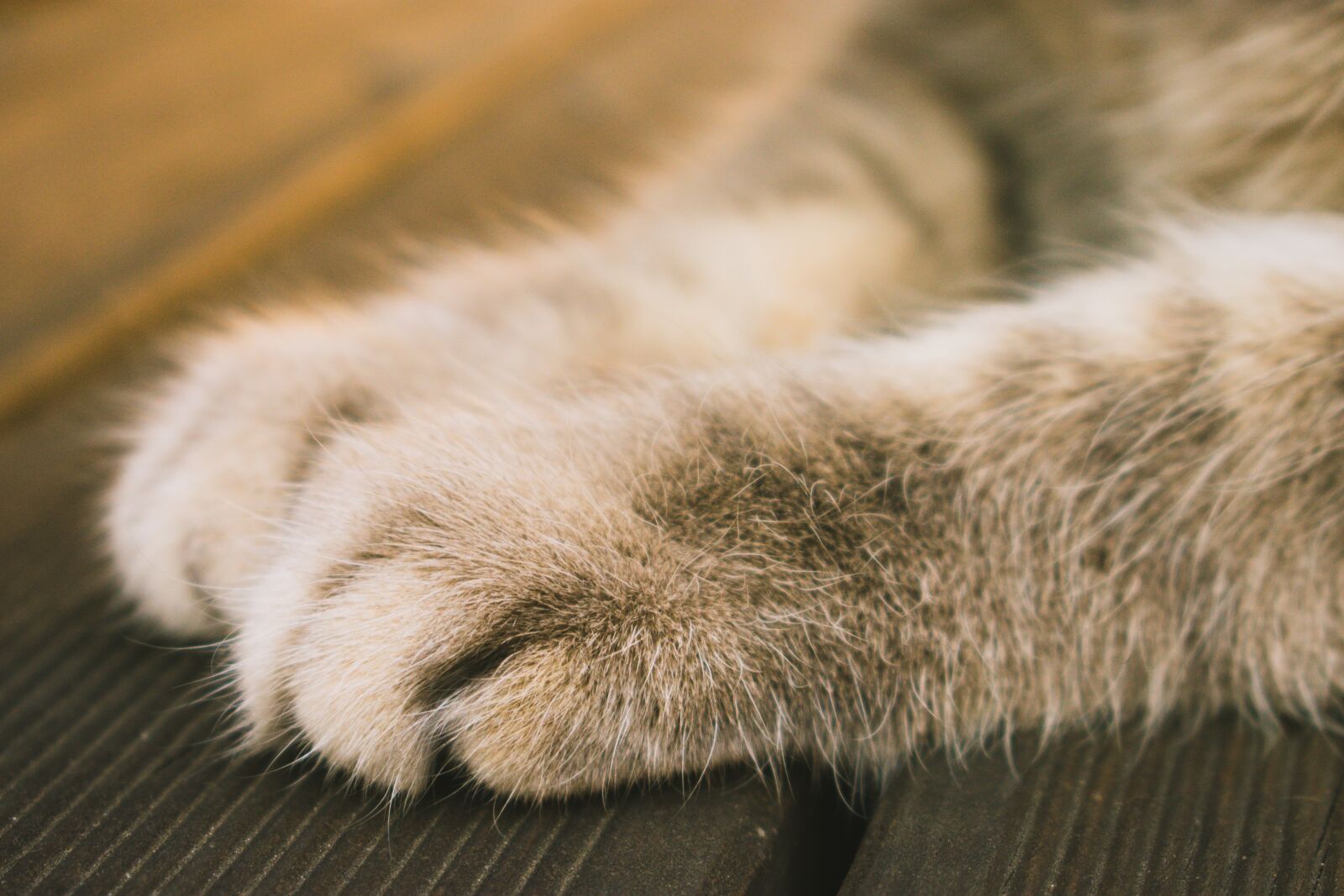 Nikon D3400 sample photo. Feline, domestic animal, cat photography