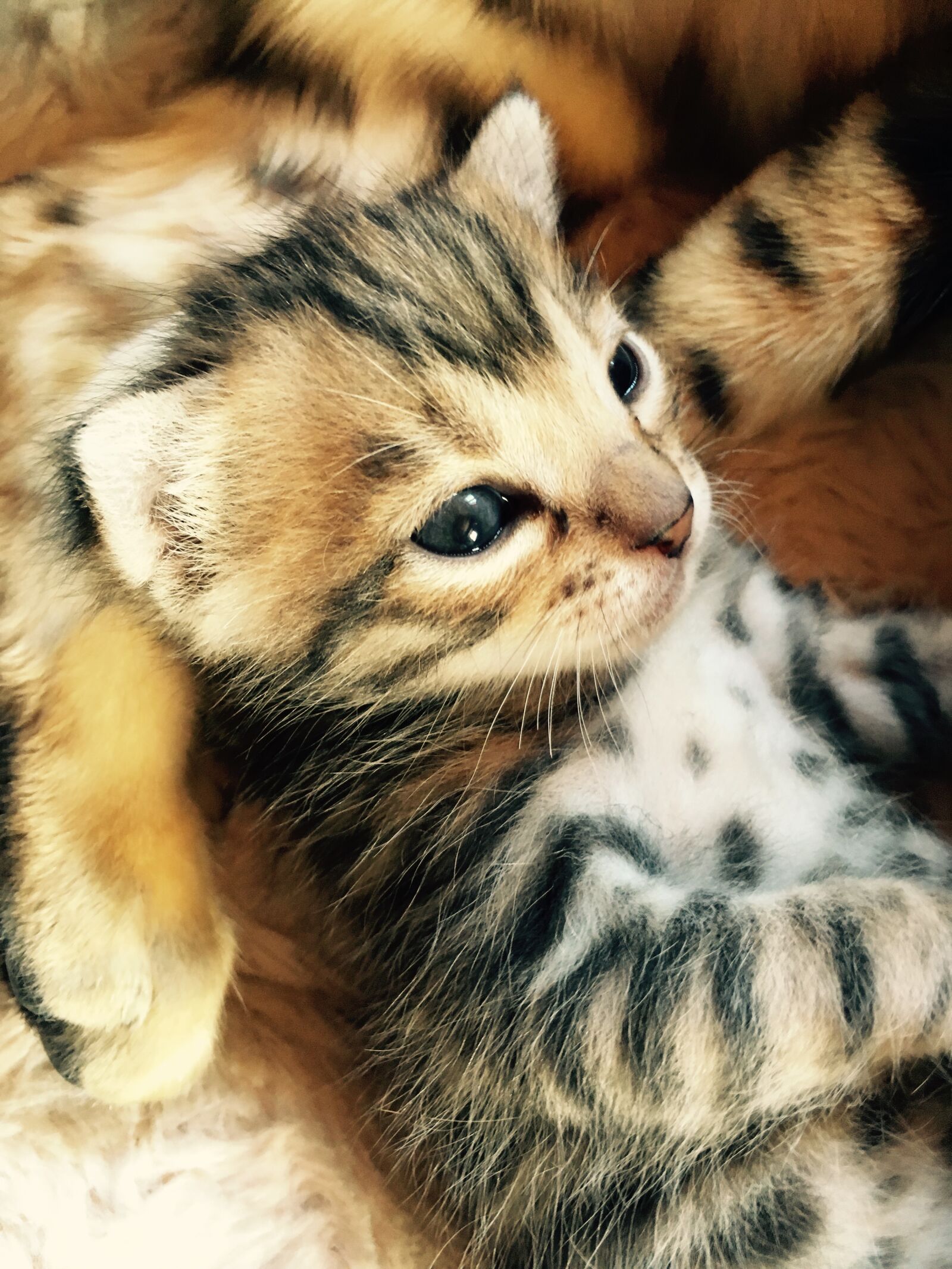 Apple iPhone 6s sample photo. Cat baby, bengal, cat photography
