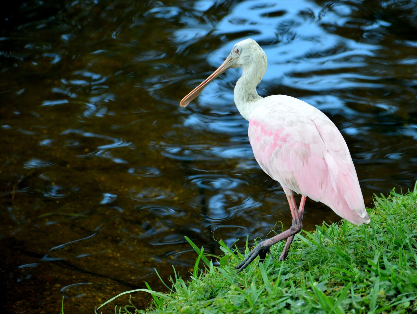 Nikon D3300 sample photo. Spoonbill, tropical, bird photography