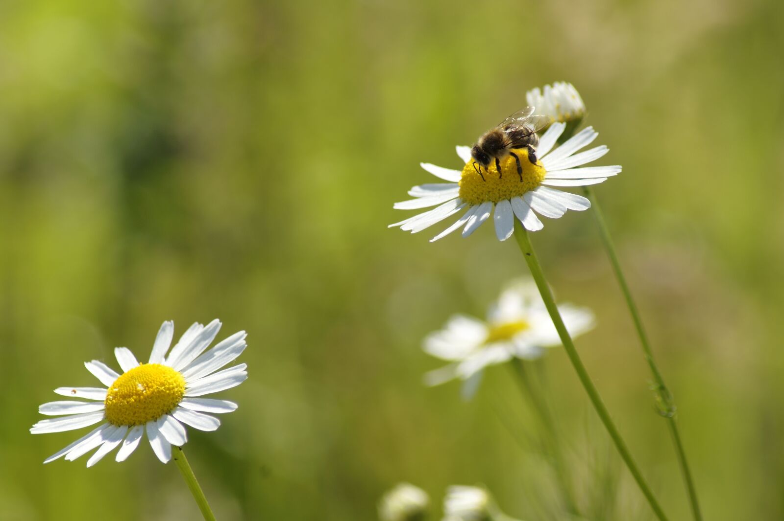 Sony SLT-A58 sample photo. Daisy, bee, flower photography