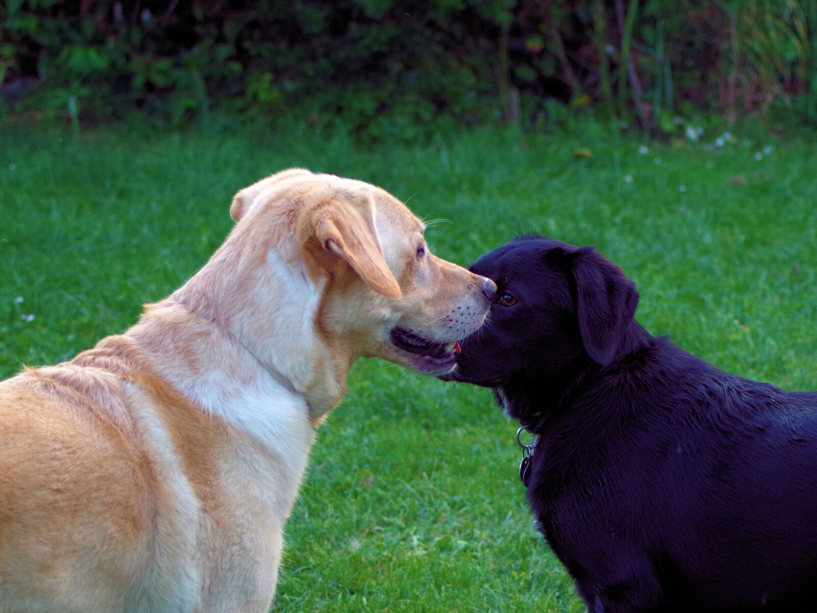 Pentax K-50 sample photo. Dogs, labrador, black photography