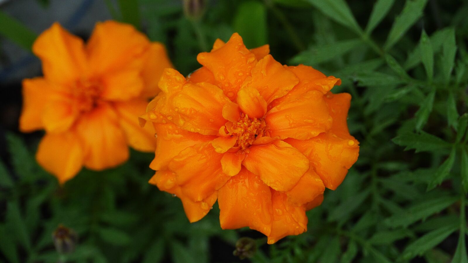 Panasonic Lumix DMC-GH3 sample photo. Flowers, vermilion, nature photography