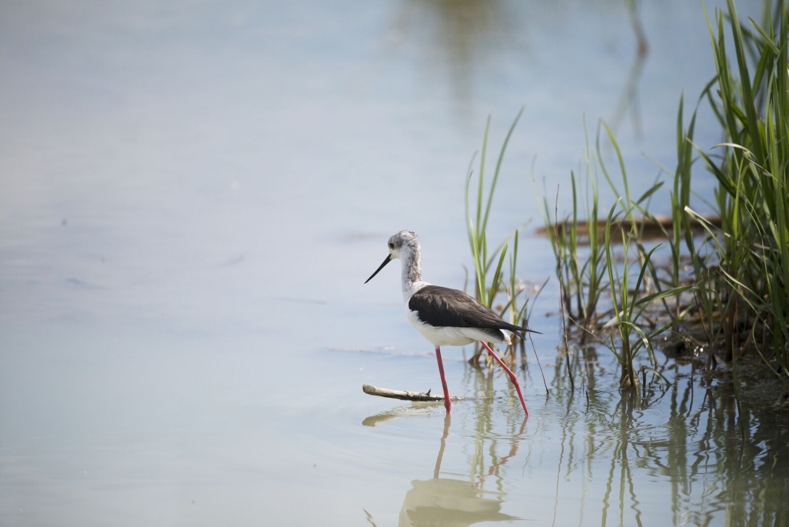 Nikon D800 sample photo. Stilt, bird, field birds photography