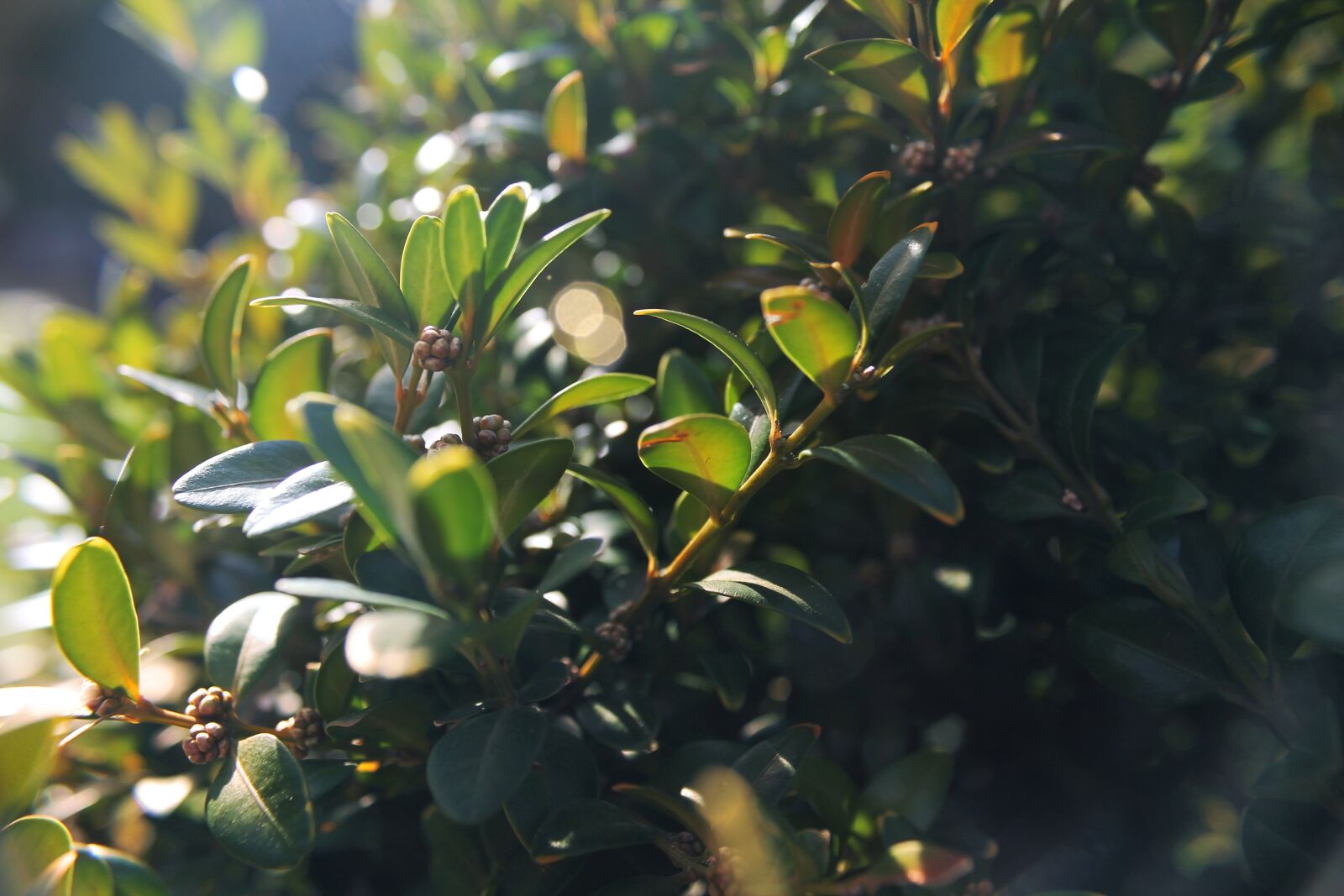Canon EOS 1100D (EOS Rebel T3 / EOS Kiss X50) sample photo. Buxus, plant, green photography