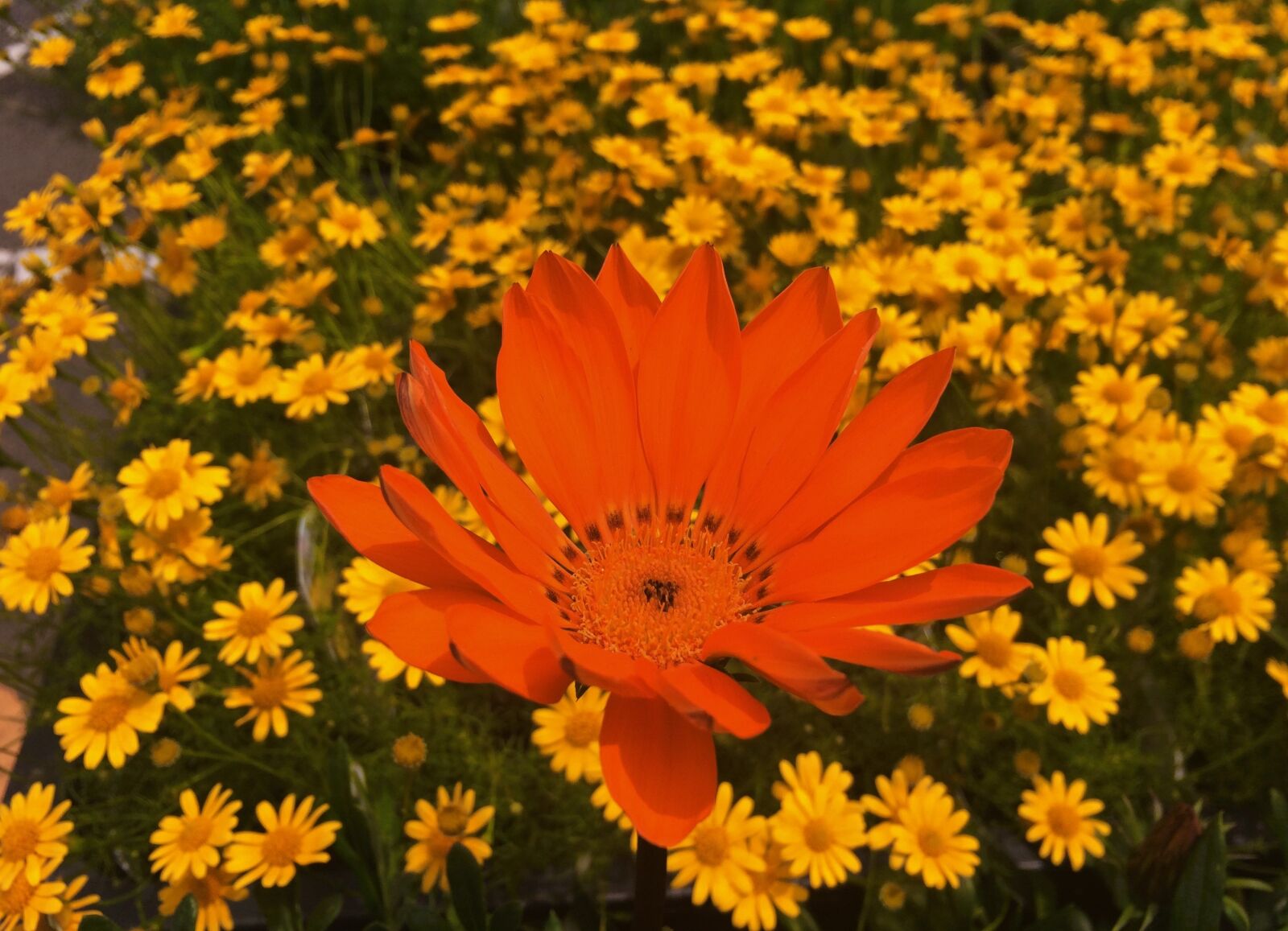 Apple iPhone 5s sample photo. Flowers, yellow, orange photography