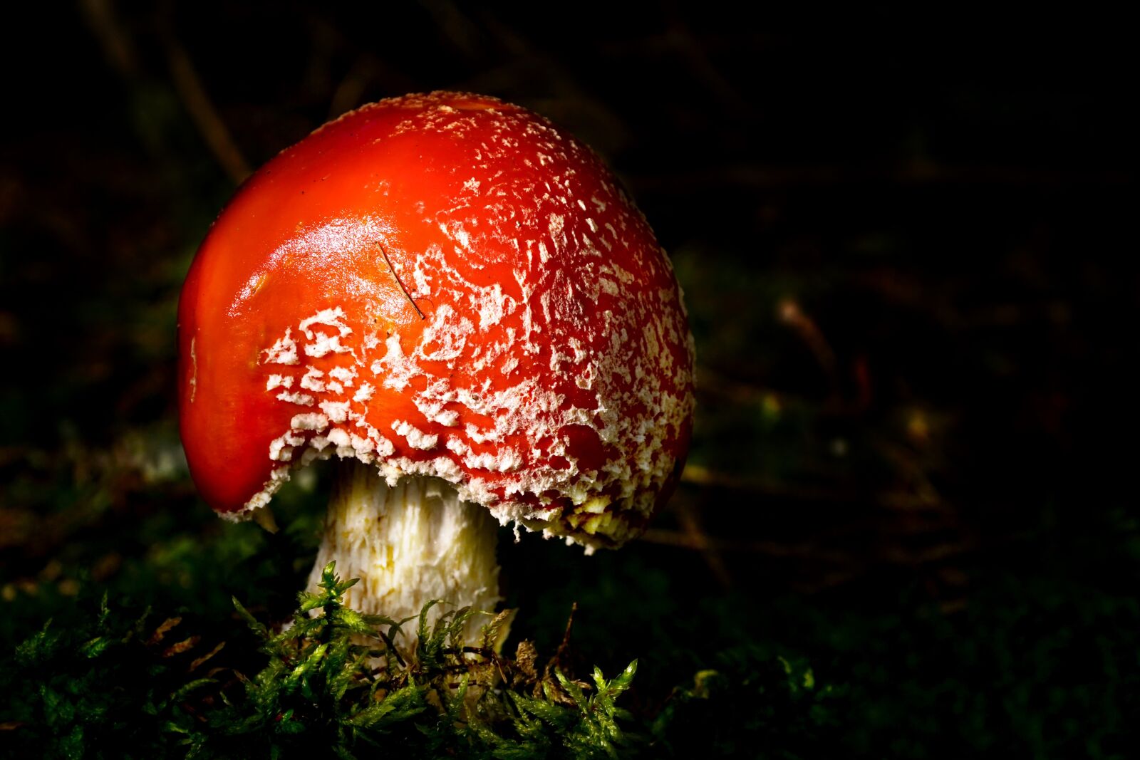 Sony DT 18-135mm F3.5-5.6 SAM sample photo. Mushroom, fly agaric, forest photography